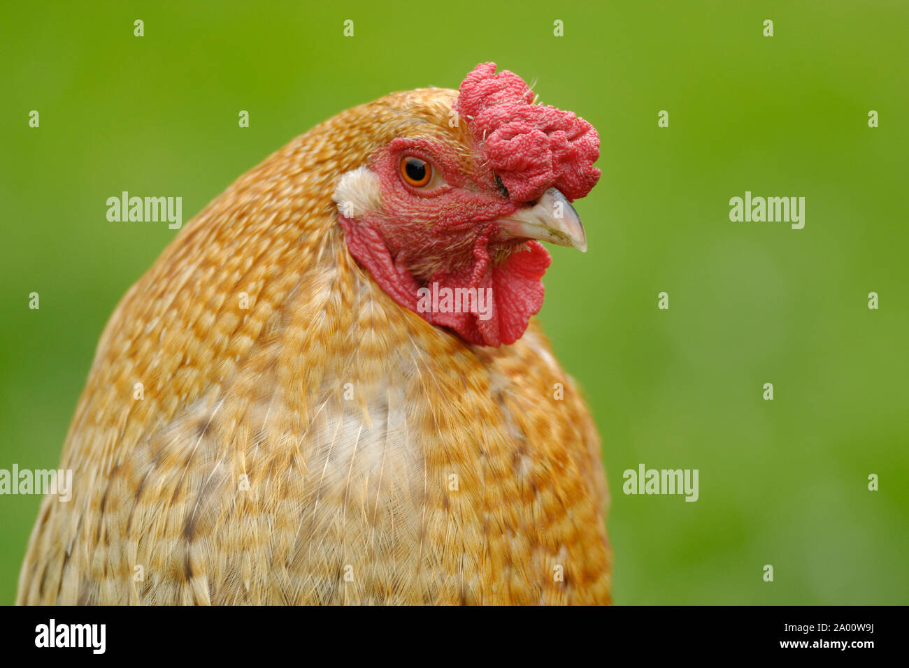 Inländische Huhn, Henne Stockfoto