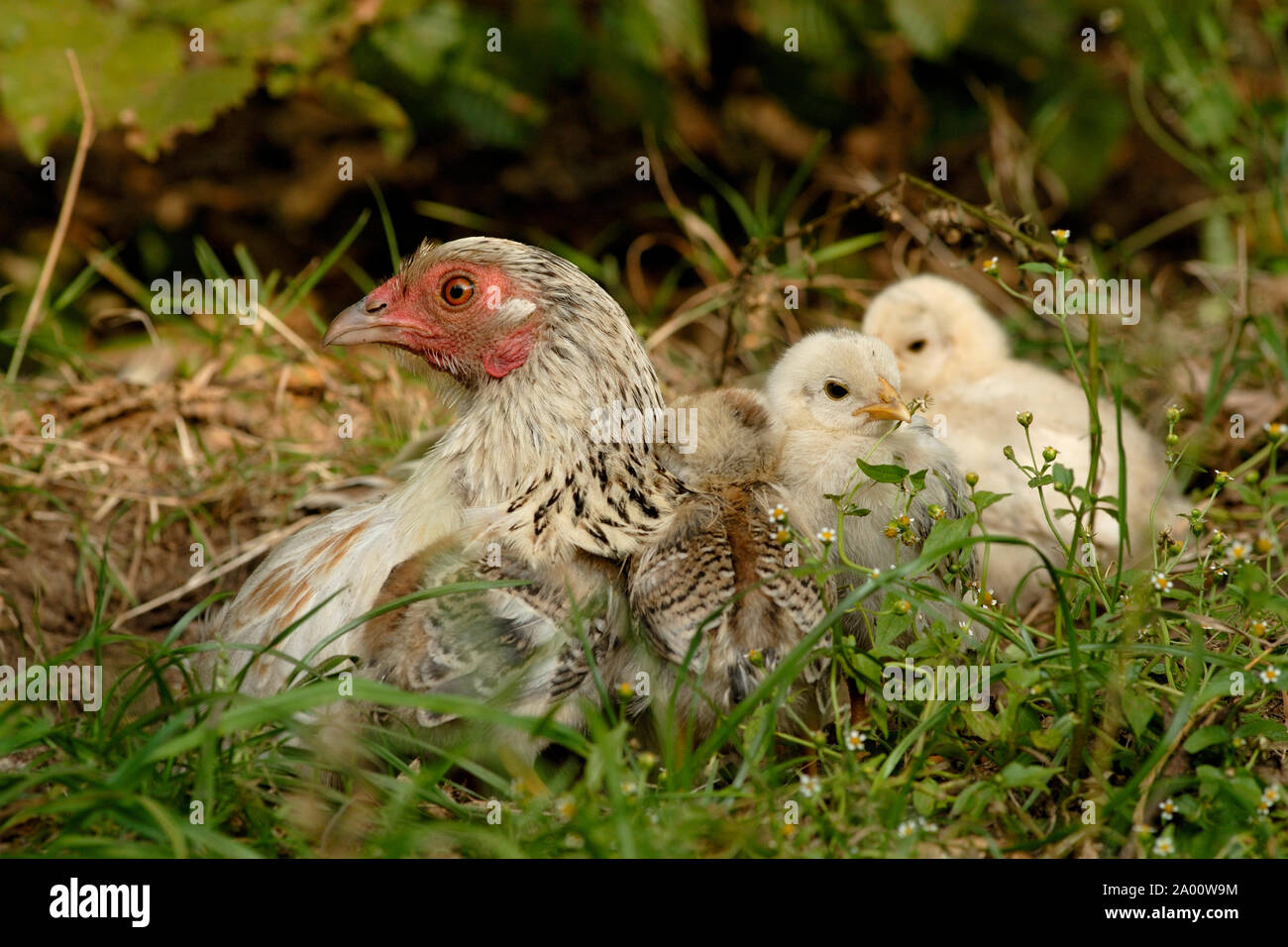Inländische Huhn, Glucke mit Küken Stockfoto