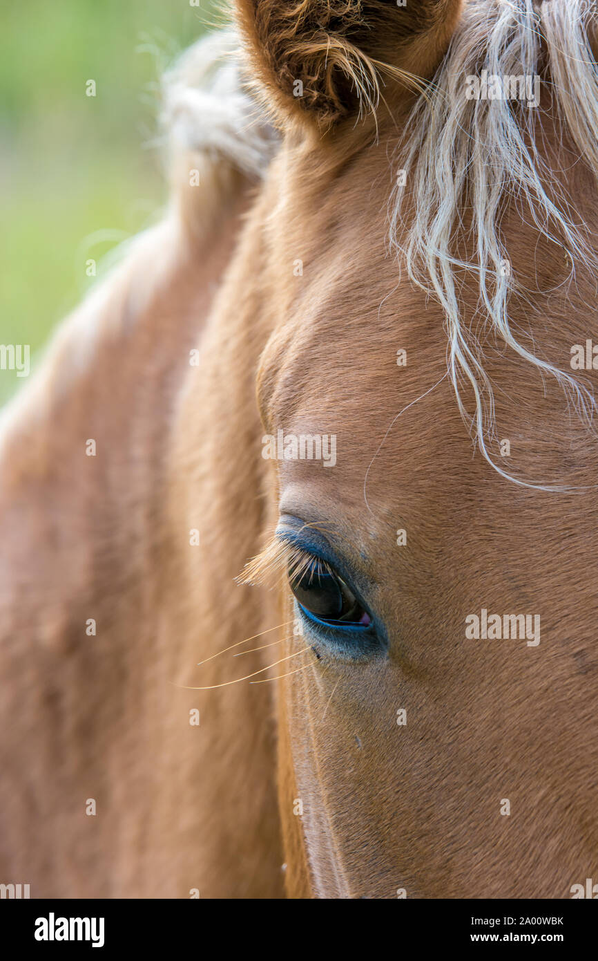 Auge ein braunes Pferd im Detail Stockfoto