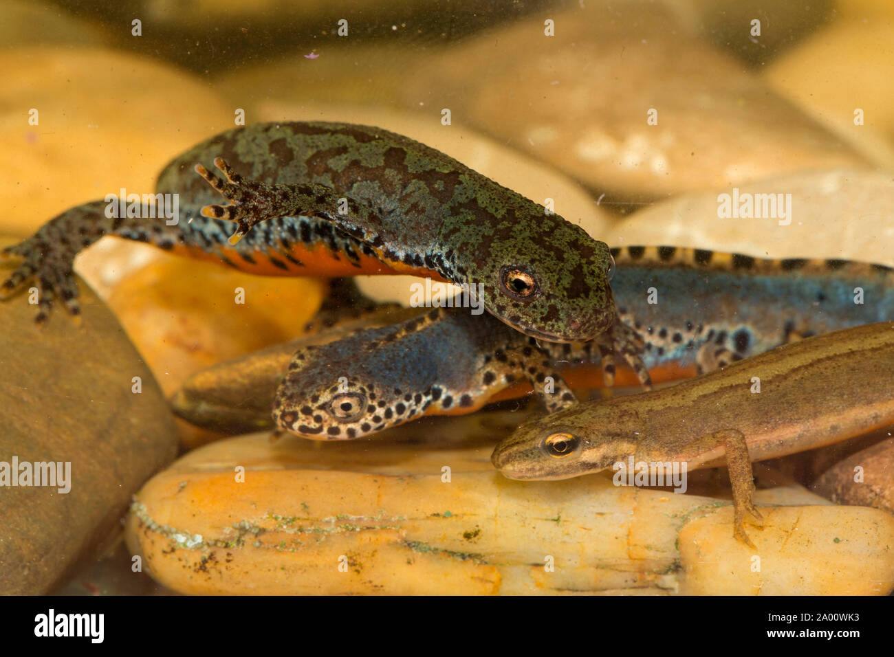 Bergmolch, männlich, weiblich, Teichmolch, gemeinsame Newt, (Ichthyosaura alpestris), (Lissotriton vulgaris) Stockfoto