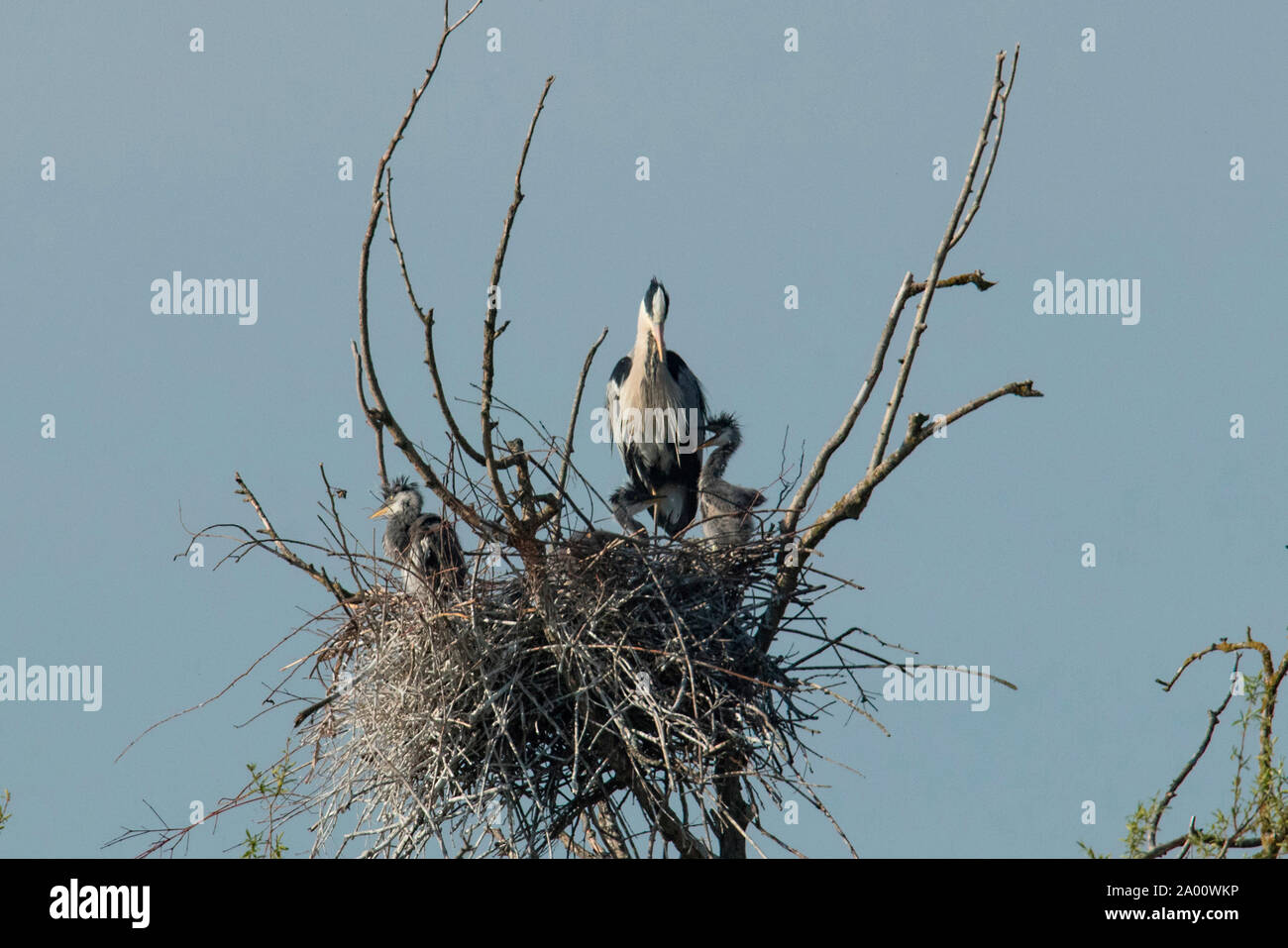 Graureiher im Nest mit Küken, (Ardea cinerea) Stockfoto
