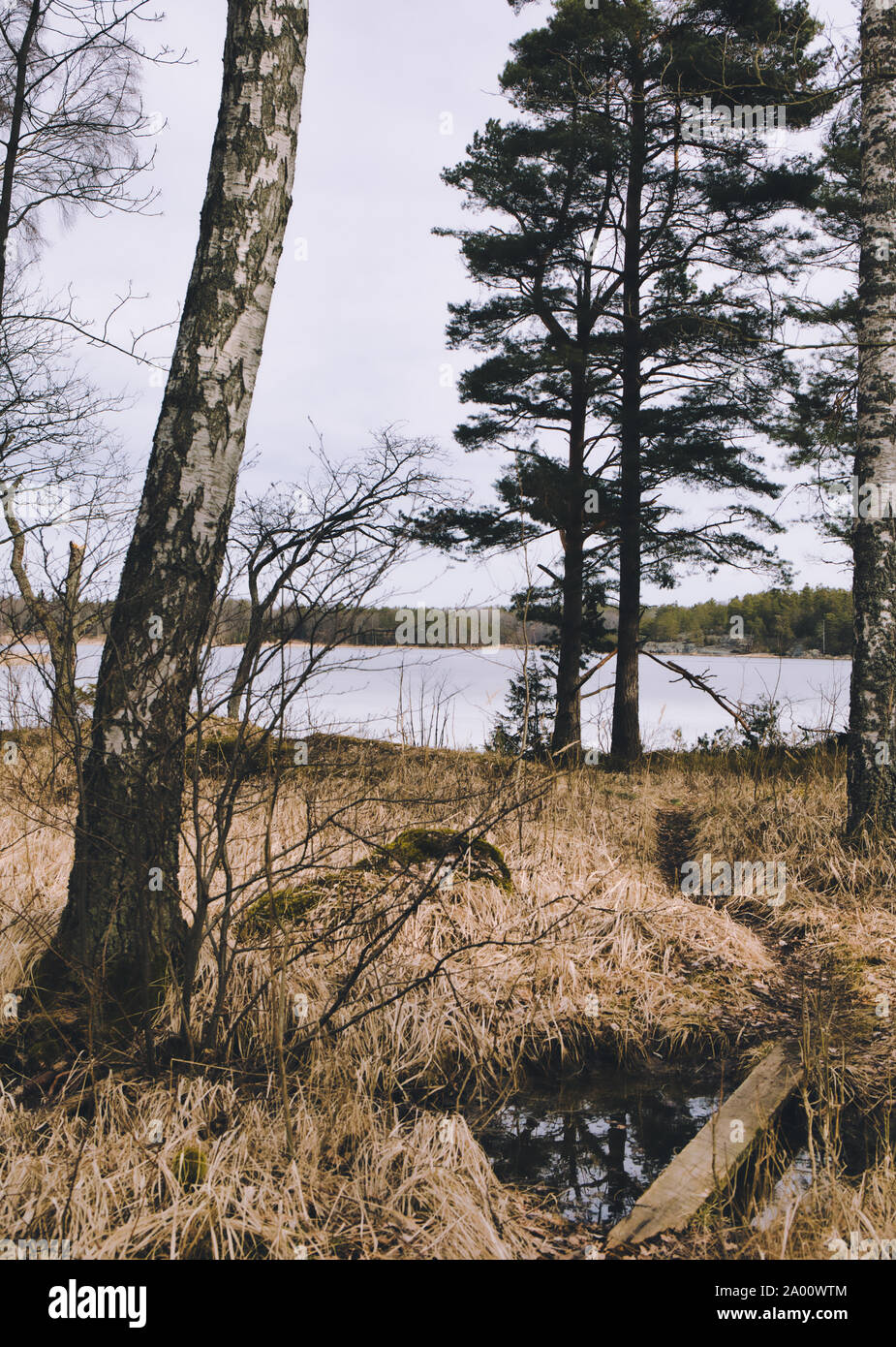 Holzbrett über Stream auf schmalen Wanderweg durch den Wald in Richtung gefrorenen See, Bjorno Nature Reserve (Bjorno Naturreservat), Schweden Stockfoto
