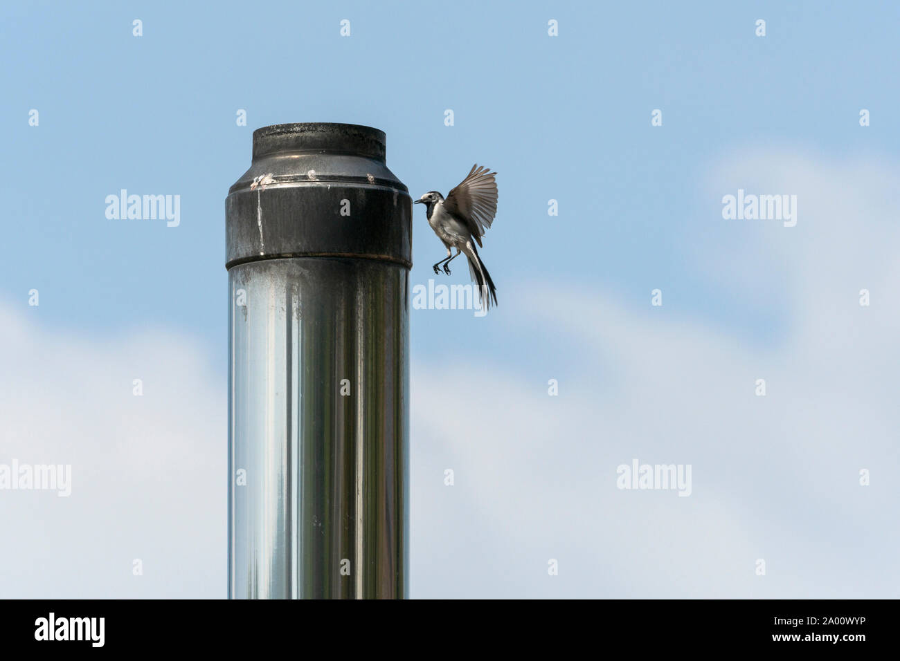 Bachstelze, Naturpark munden, Niedersachsen, Deutschland, (Motacilla alba), M Stockfoto