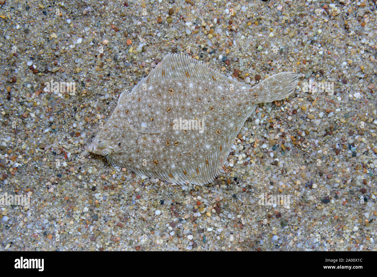 Scholle, Ostsee Info-Center, Eckernorde, Schleswig-Holstein, Deutschland (Pleuronectes platessa) Stockfoto