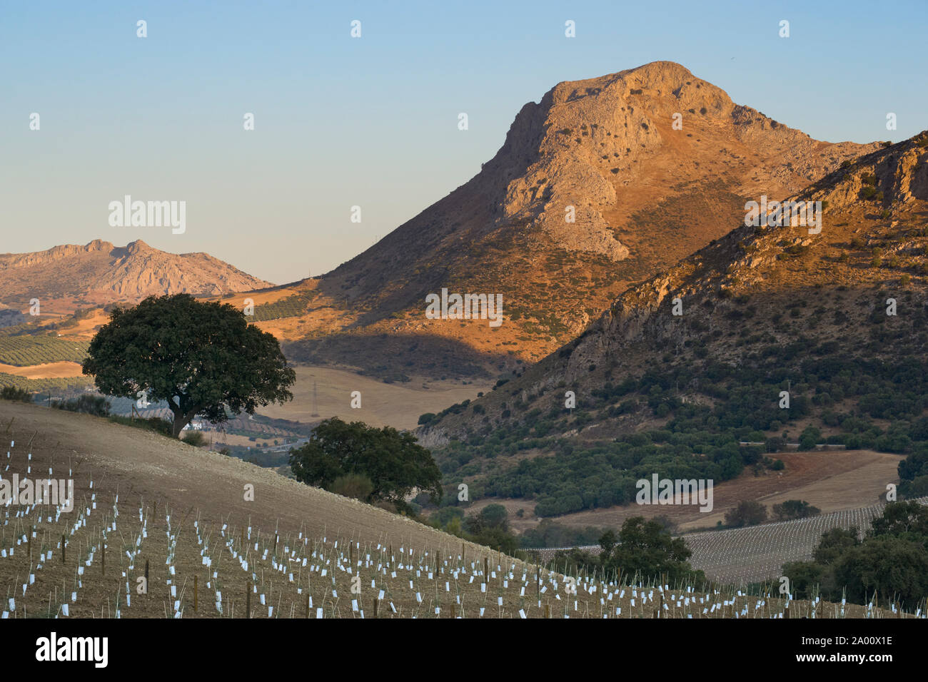 Olivenplantage in der Sierra de Cabras in Antequera, Malaga Stockfoto