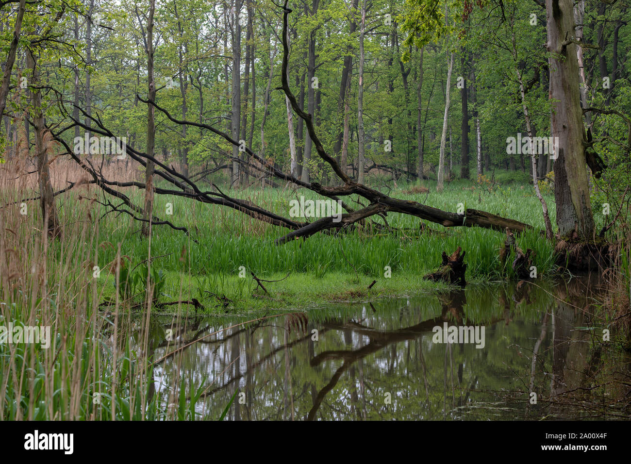Fen Holz, Oberlausitz, Sachsen, Deutschland Stockfoto