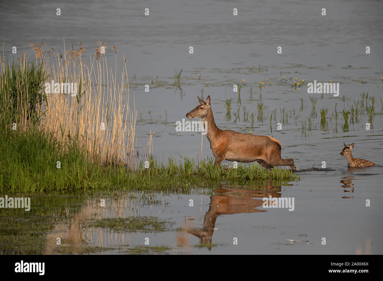 Hirsch, Hirschkuh mit Jungen, Oberlausitz, Sachsen, Deutschland, (Cervus elaphus) Stockfoto