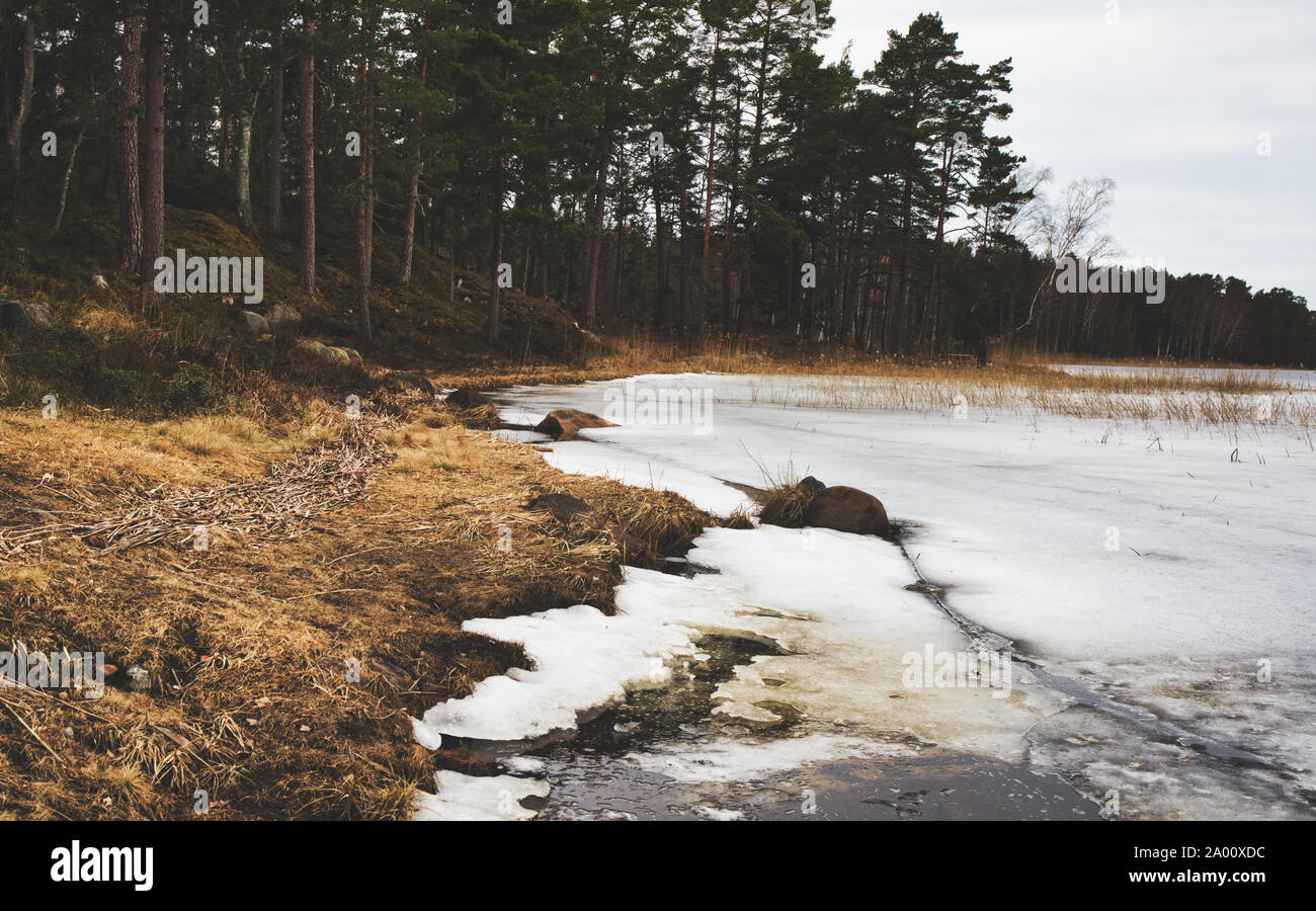 Wald am See mit Schilf im Eis gefroren, Bjorno Nature Reserve (Bjorno Naturreservat), Stockholmer Schären, Schweden Stockfoto