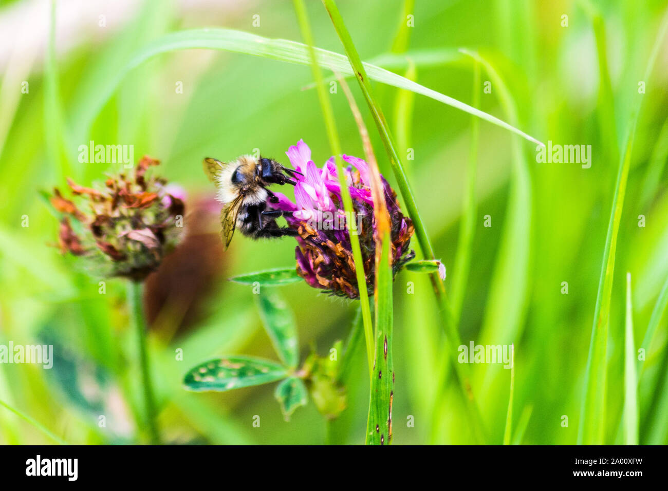 Eine gemeinsame carder Biene Bombus pascuorum, Fütterung auf Nektar aus den Blüten des Rotklees, Trifolium pratense Stockfoto