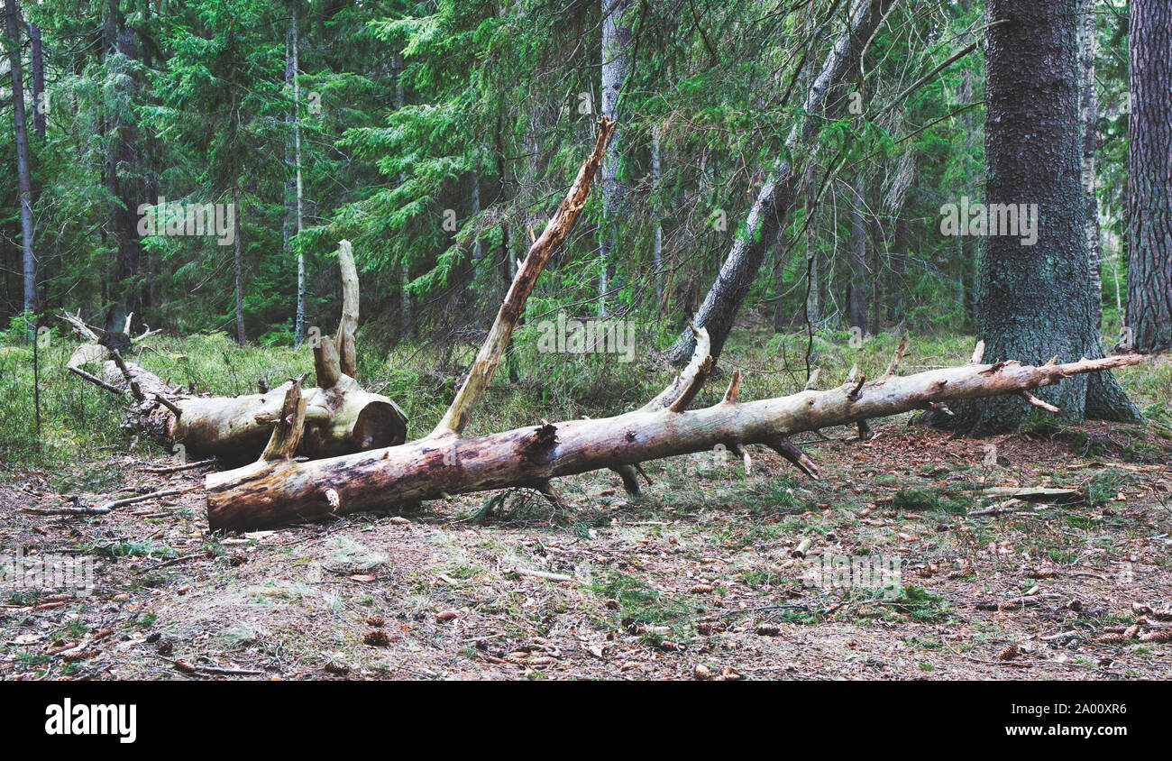 Gefallenen entwurzelte Bäume im Wald, Bjorno Nature Reserve (Bjorno Naturreservat), Stockholmer Schären, Schweden Stockfoto