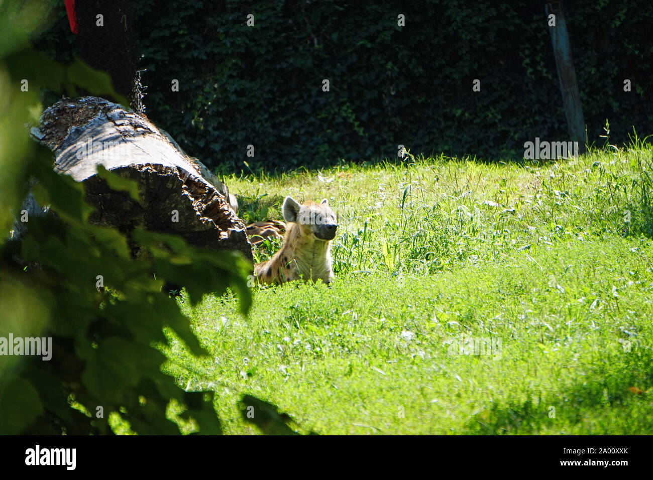 Farbfoto des eine einzelne Hyäne halten Ausschau auf Gras isoliert. Stockfoto