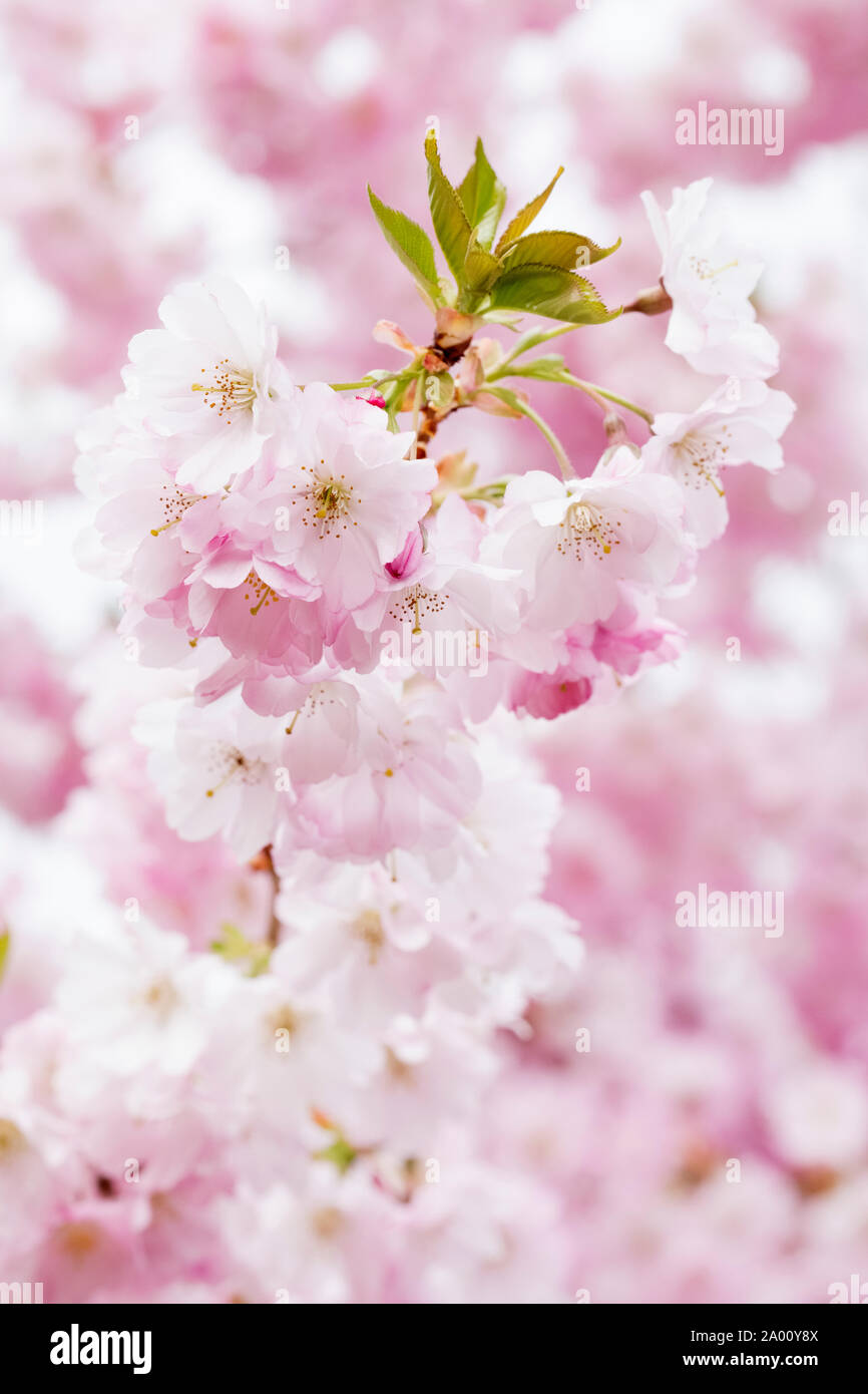 In der Nähe von rosa Blüte der Ausbreitung der Kirschbaum, Prunus 'Accolade' oder Kirsche "Ritterschlag". Stockfoto