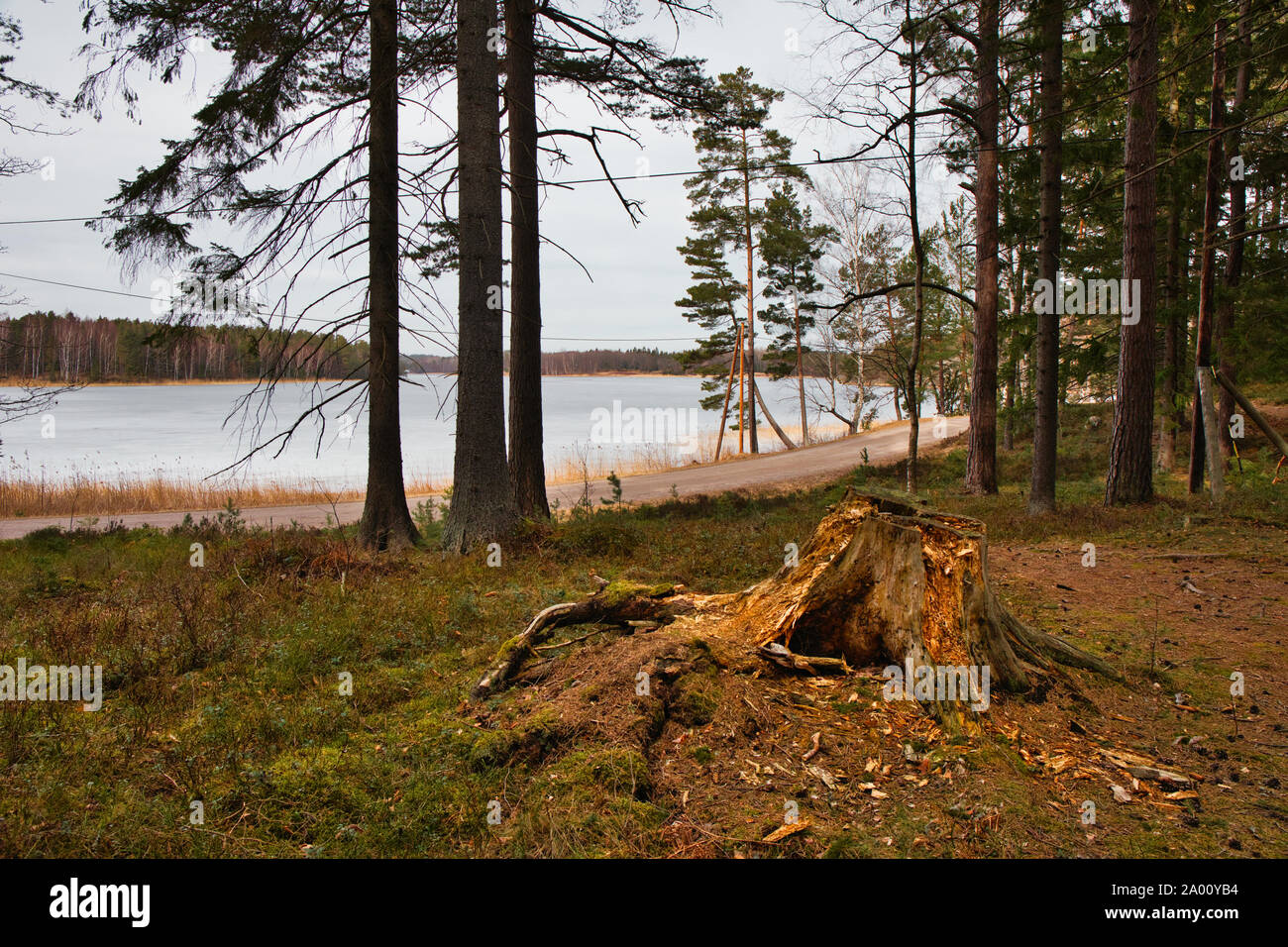 Baumstumpf im Wald neben gefrorenen See, Bjorno Nature Reserve (Bjorno Naturreservat), Stockholmer Schären, Schweden Stockfoto