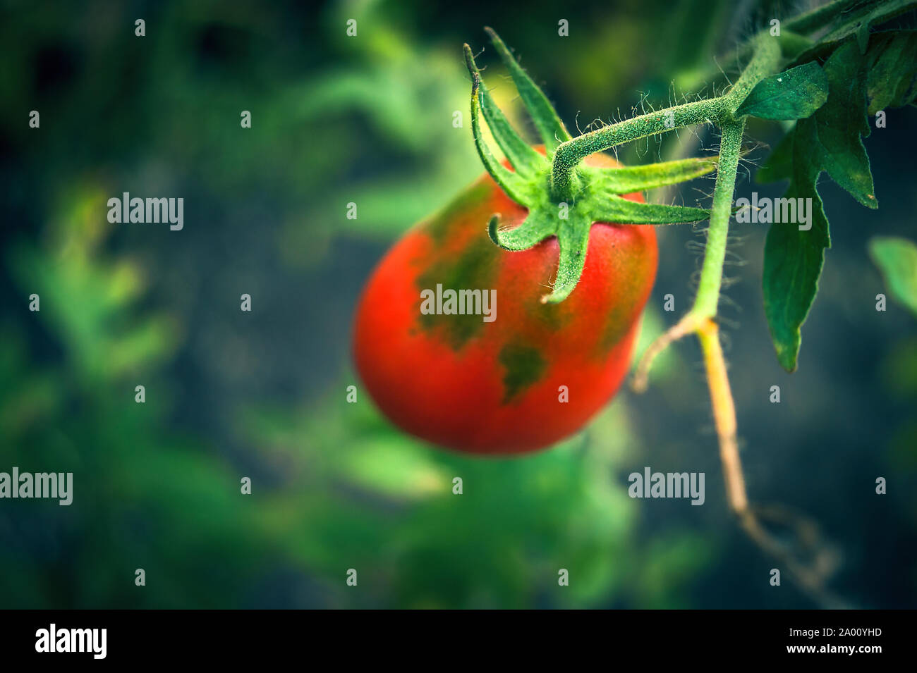 Haarige Stiel und Kelchblätter oder Kelch Holding eine Tomate Obst mit ungleichmäßiger Reifung. Gartenarbeit Tomaten im Gewächshaus. Stockfoto