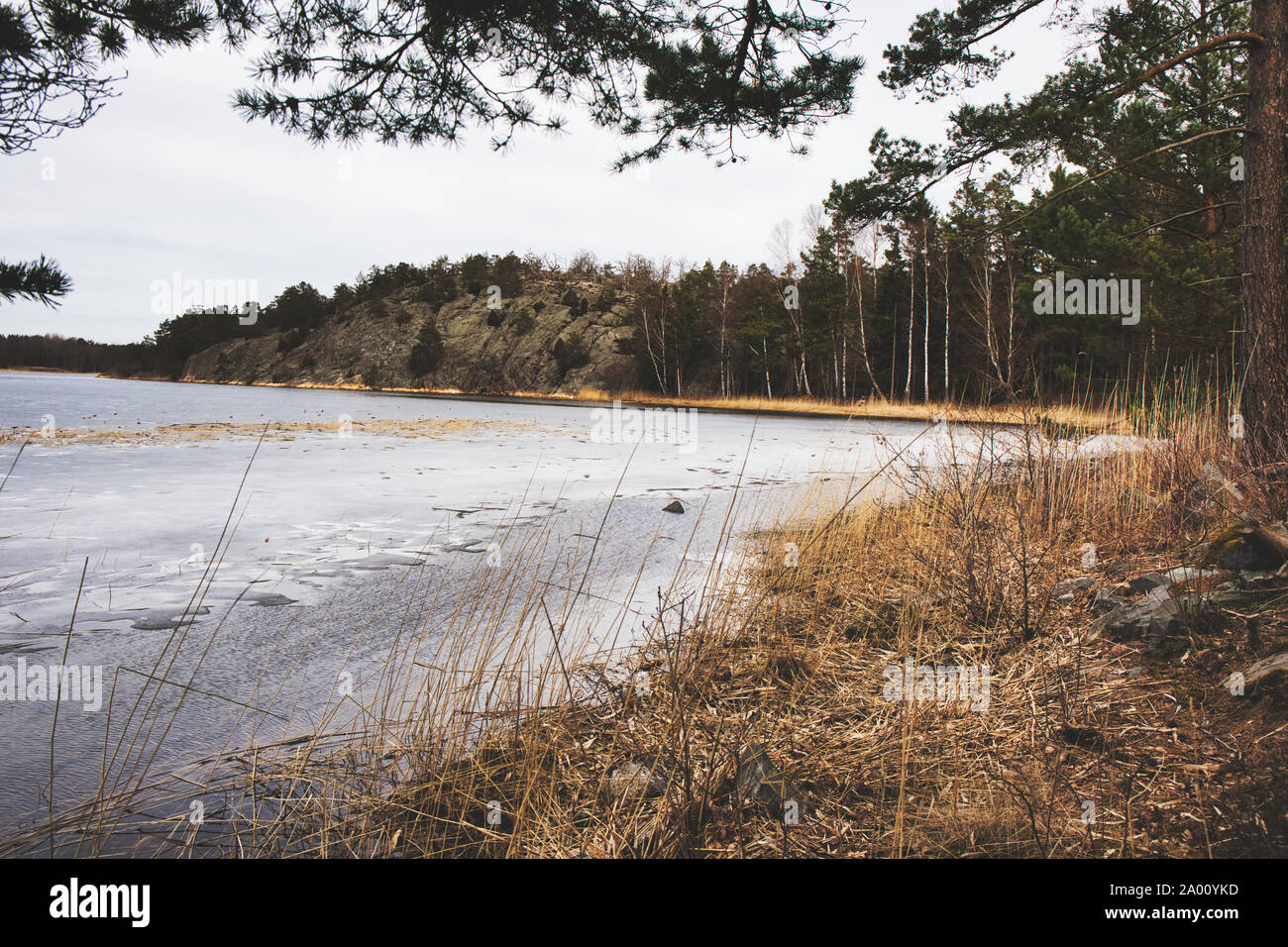 Schilf und Wald neben gefrorenen See, Bjorno Nature Reserve (Bjorno Naturreservat), Stockholmer Schären, Schweden Stockfoto