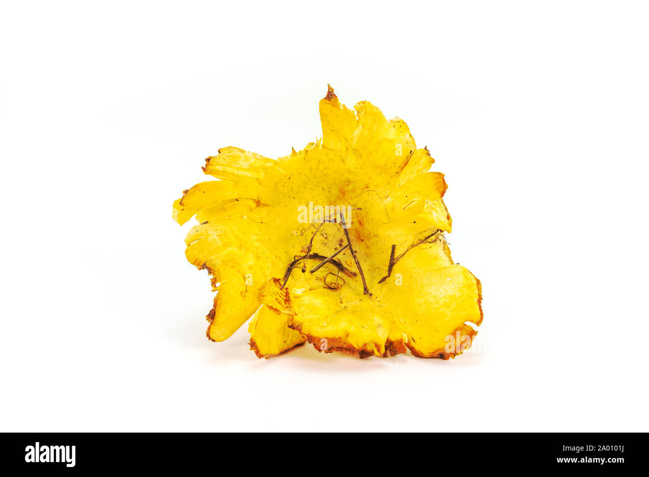 Rohe frische organische chanterelle Pilzen, goldene gelbe Haut von Wald im natürlichen Zustand, saisonale eco Essen Stockfoto