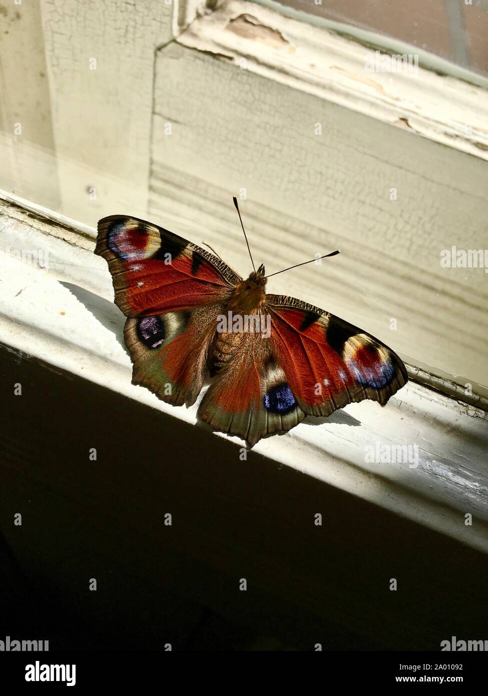 Die bunten Europäischen Tagpfauenauge, Algais io, sitzen auf einem Fenster Stockfoto