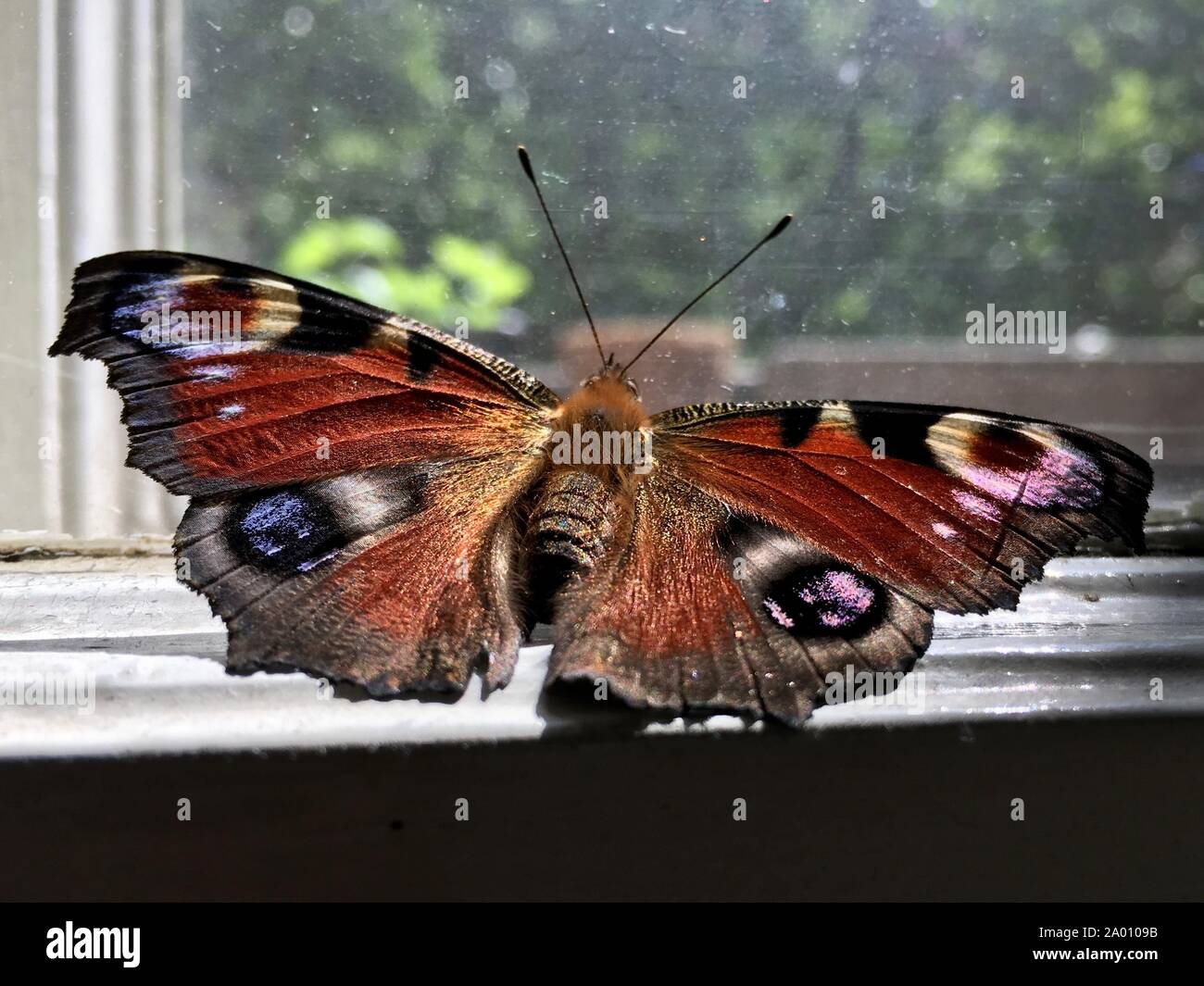 Die bunten Europäischen Tagpfauenauge, Algais io, sitzen auf einem Fenster Stockfoto