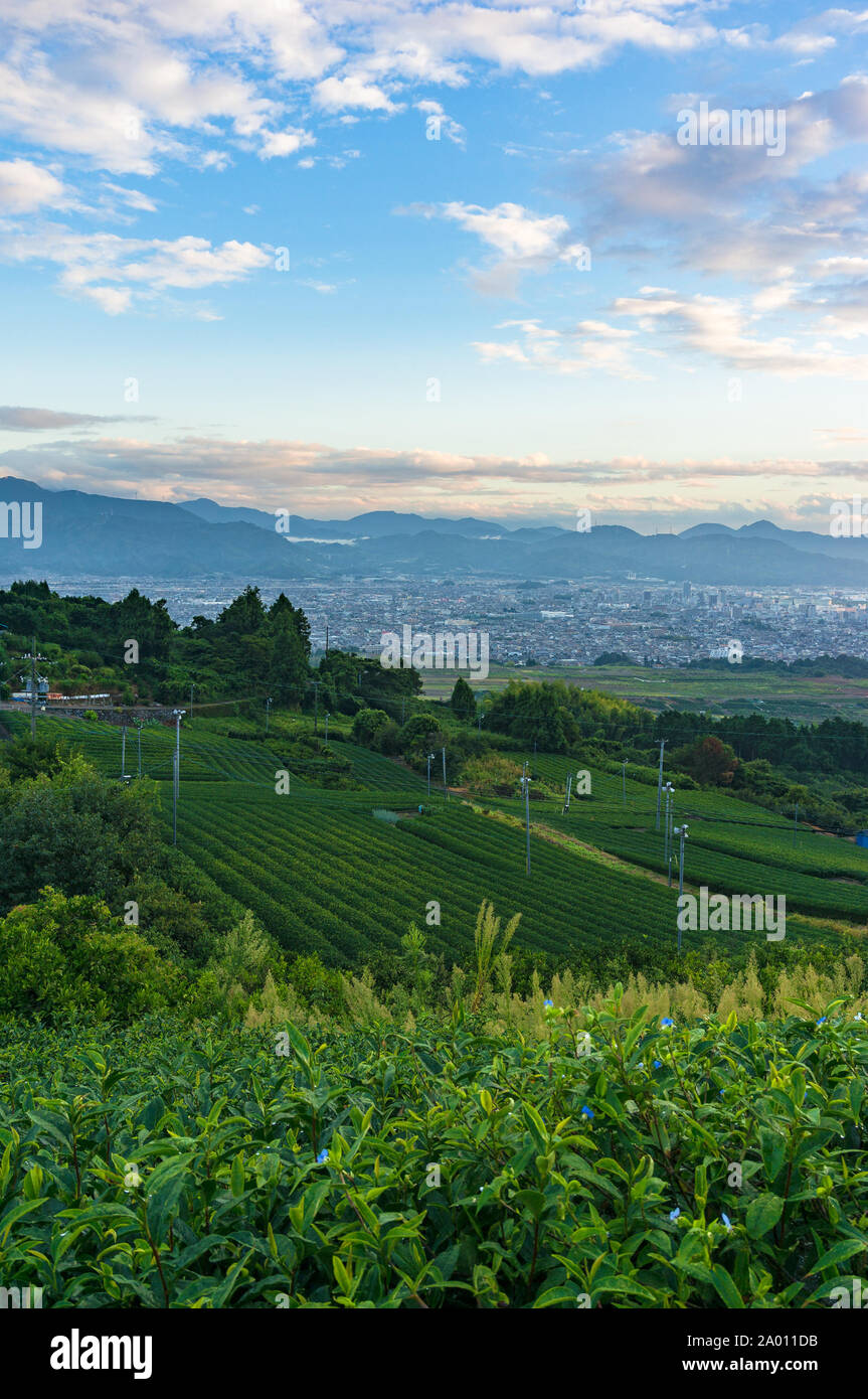 Luftaufnahme von grünem Tee Plantage Terrassen, Shizuoka Stadt Küste und die Berge im Hintergrund. Japanische Stadt- und Ackerland Landwirtschaft landsca Stockfoto