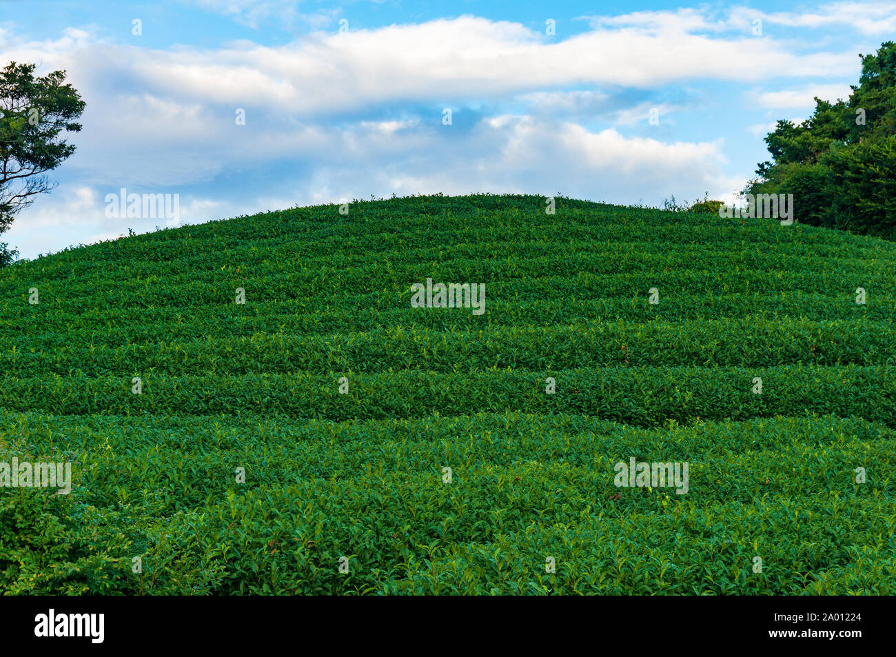 Grüner Tee Terrassen hautnah. Ansicht von unten. Tee Plantage mit leuchtend blauen Himmel im Hintergrund Stockfoto