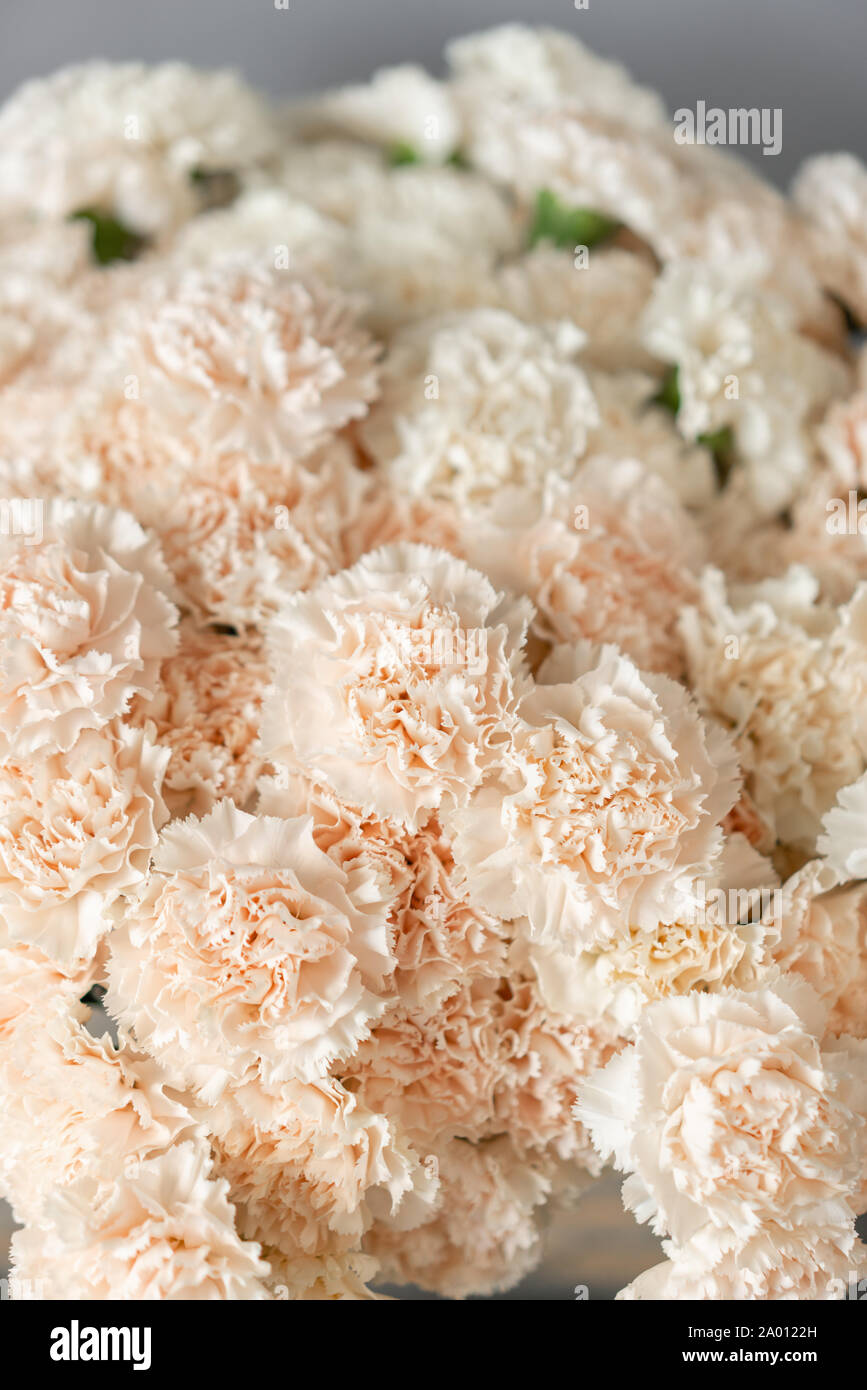 Blumenstrauß aus Nelken weiße Blumen rosa Farbe. Frühling Hintergrund. Nelke Bündel Geschenk für Muttertag. Stockfoto