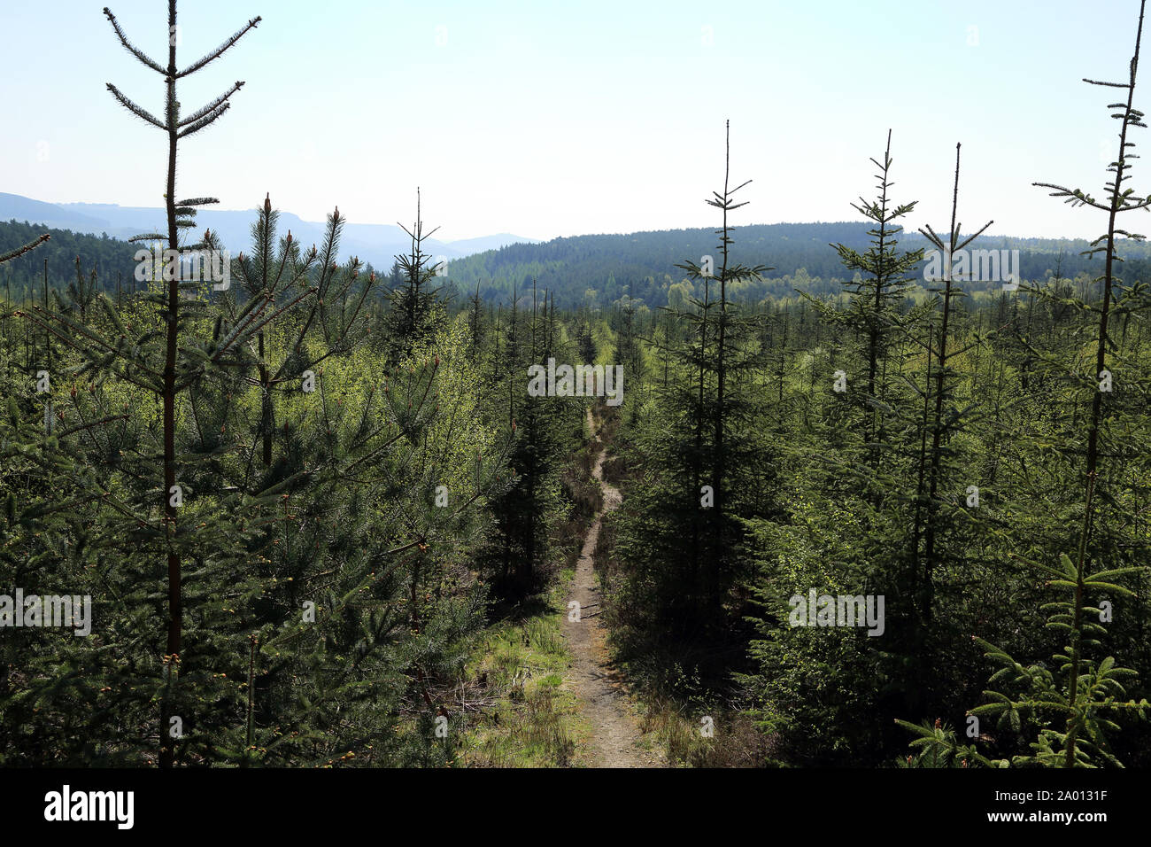 Wanderweg durch Wälder im Norden Yorkshre Mauren an boltby Woods, Boltby, Thirsk, North Yorkshire, England, Großbritannien Stockfoto