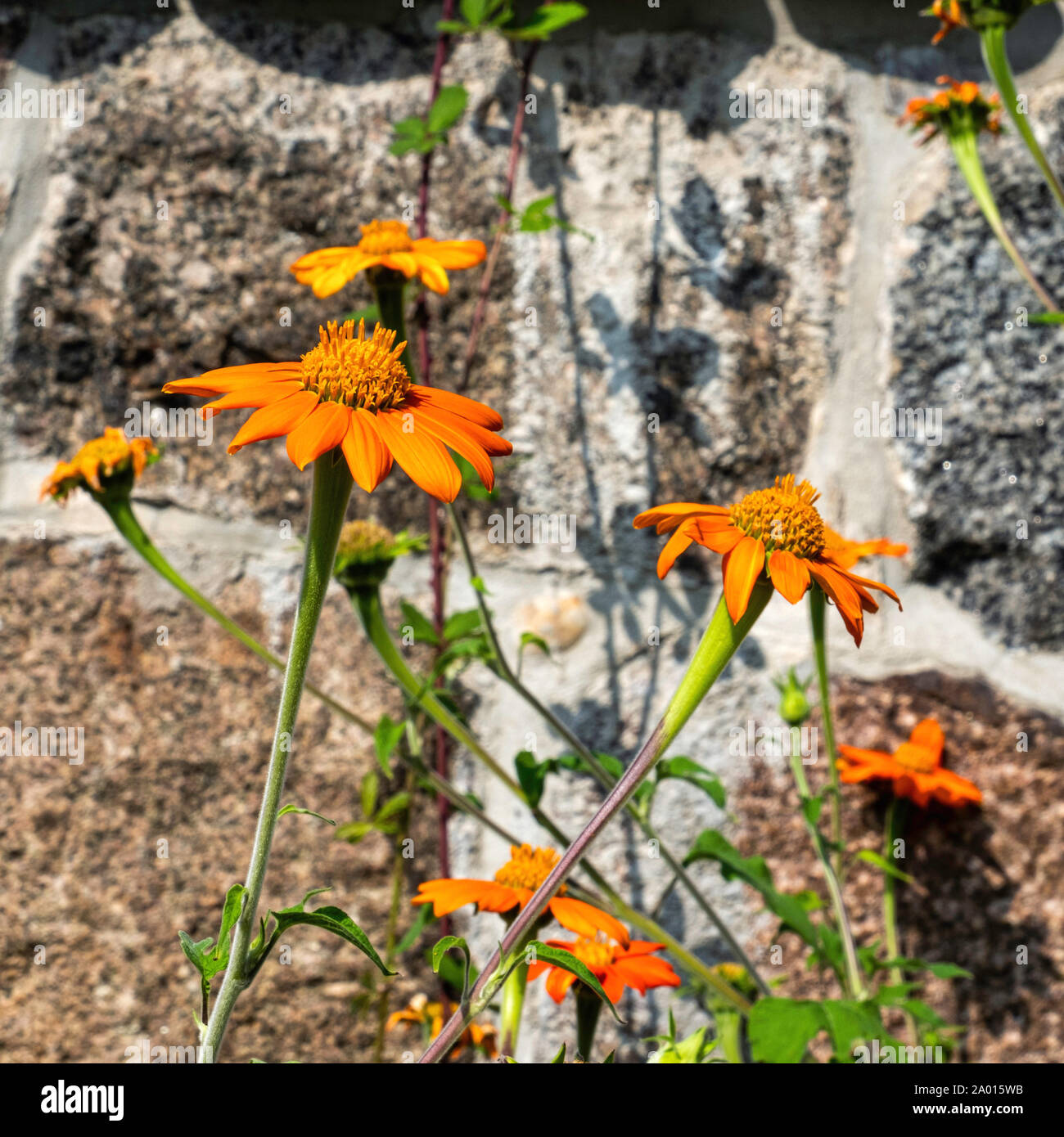 Orange Gänseblümchen gegen eine alte Mauer aus Stein im großen Garten. Großer Garten, im ehemaligen Palast Garten in Gerswalde, Uckermark, Brandenburg, Deutschland. Stockfoto