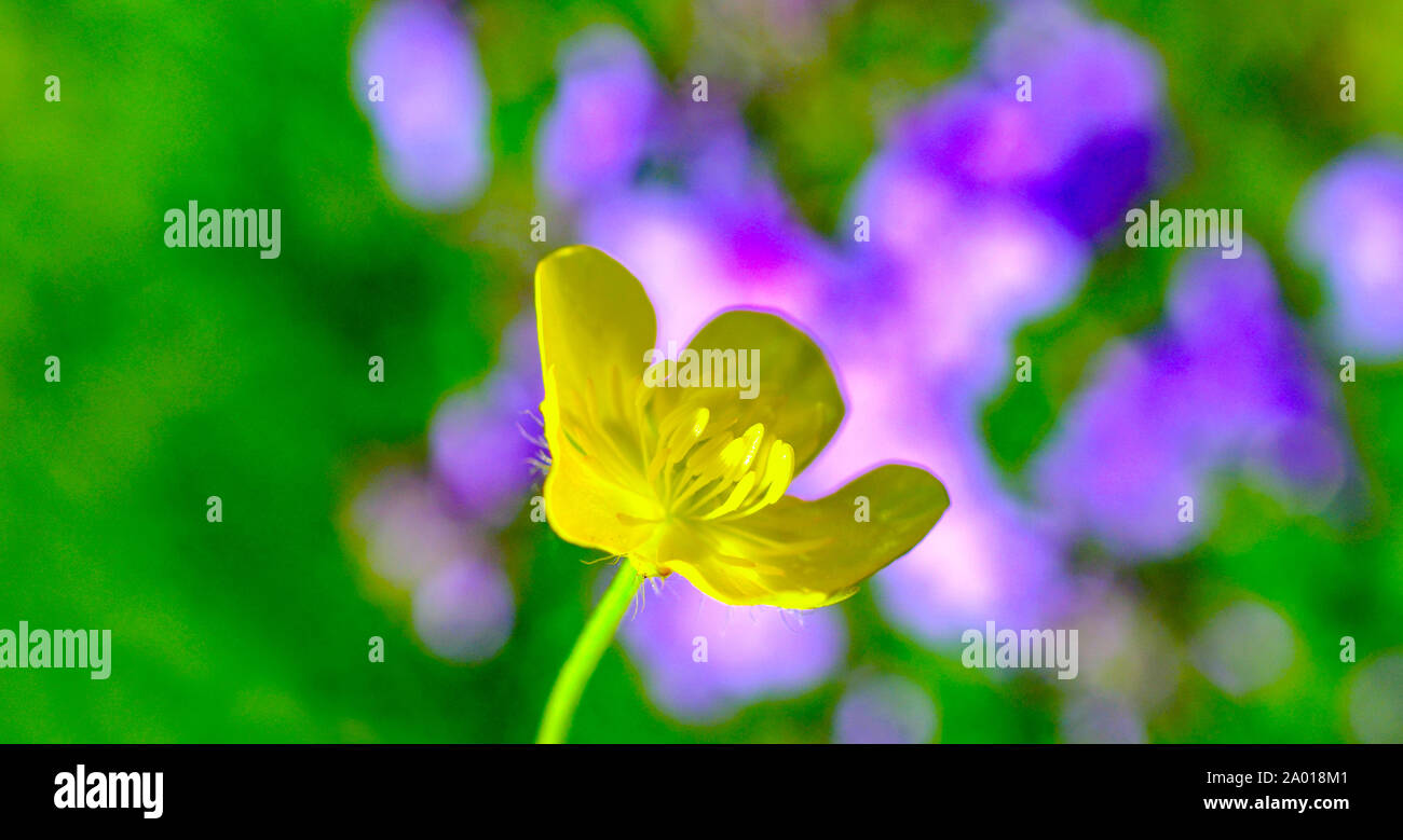 St. Anthonys Rübe Blume, Ranunculus bulbosus, Bild einer Stockfoto