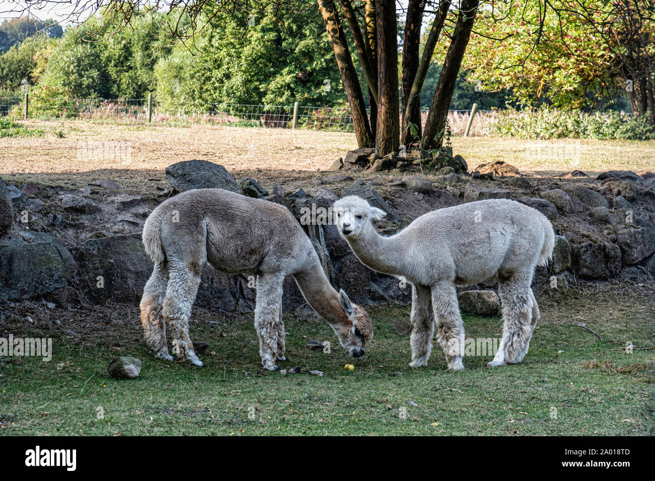 Alpakas, Vicugna pacos. Südamerikanische Kameliden an Alpaka Farm - Pinnow, Uckermark, Brandenburg, Deutschland Stockfoto