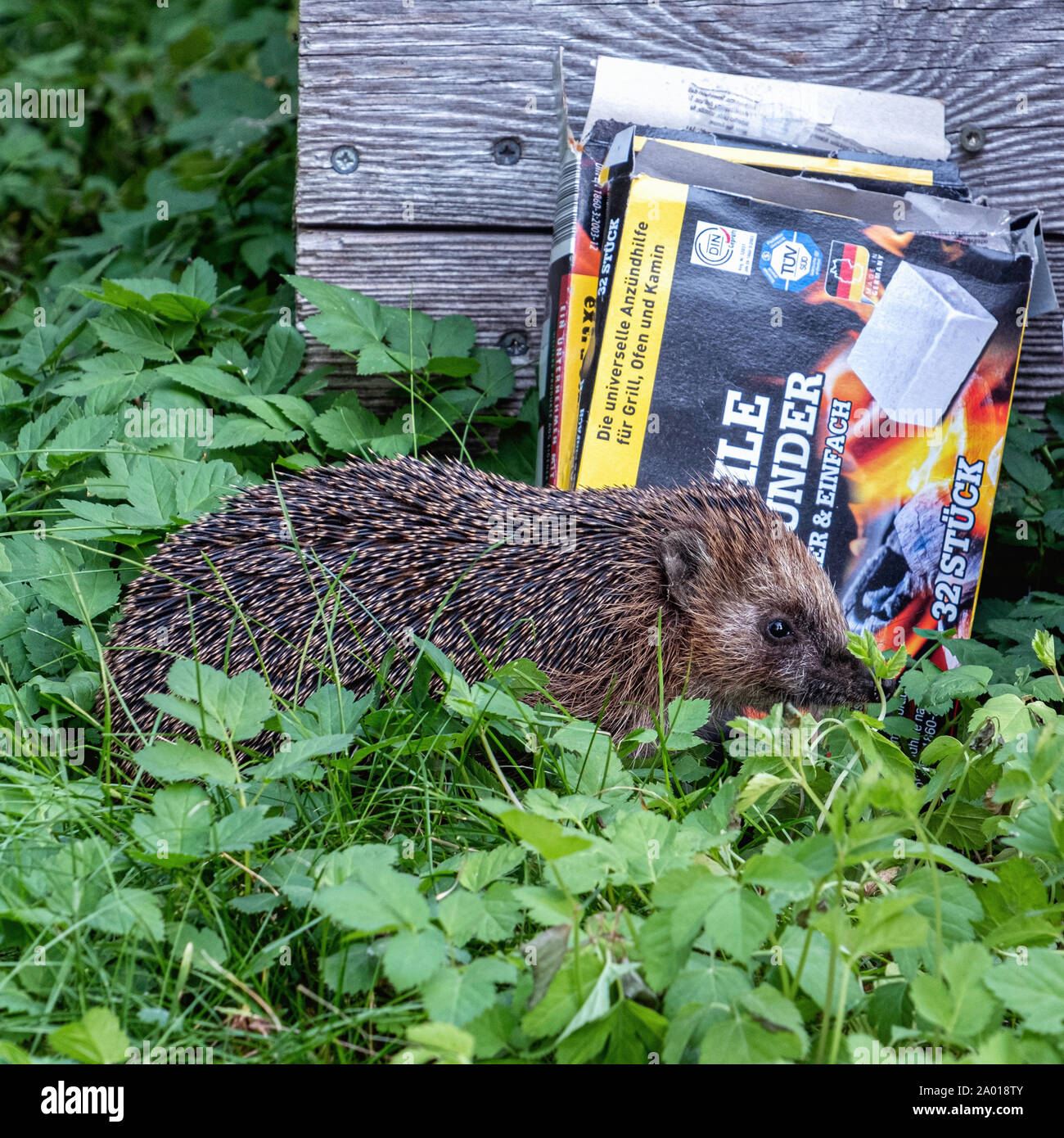 50+ Kleine Igel Im Garten, In diesem artikel erklären wir dir, wie