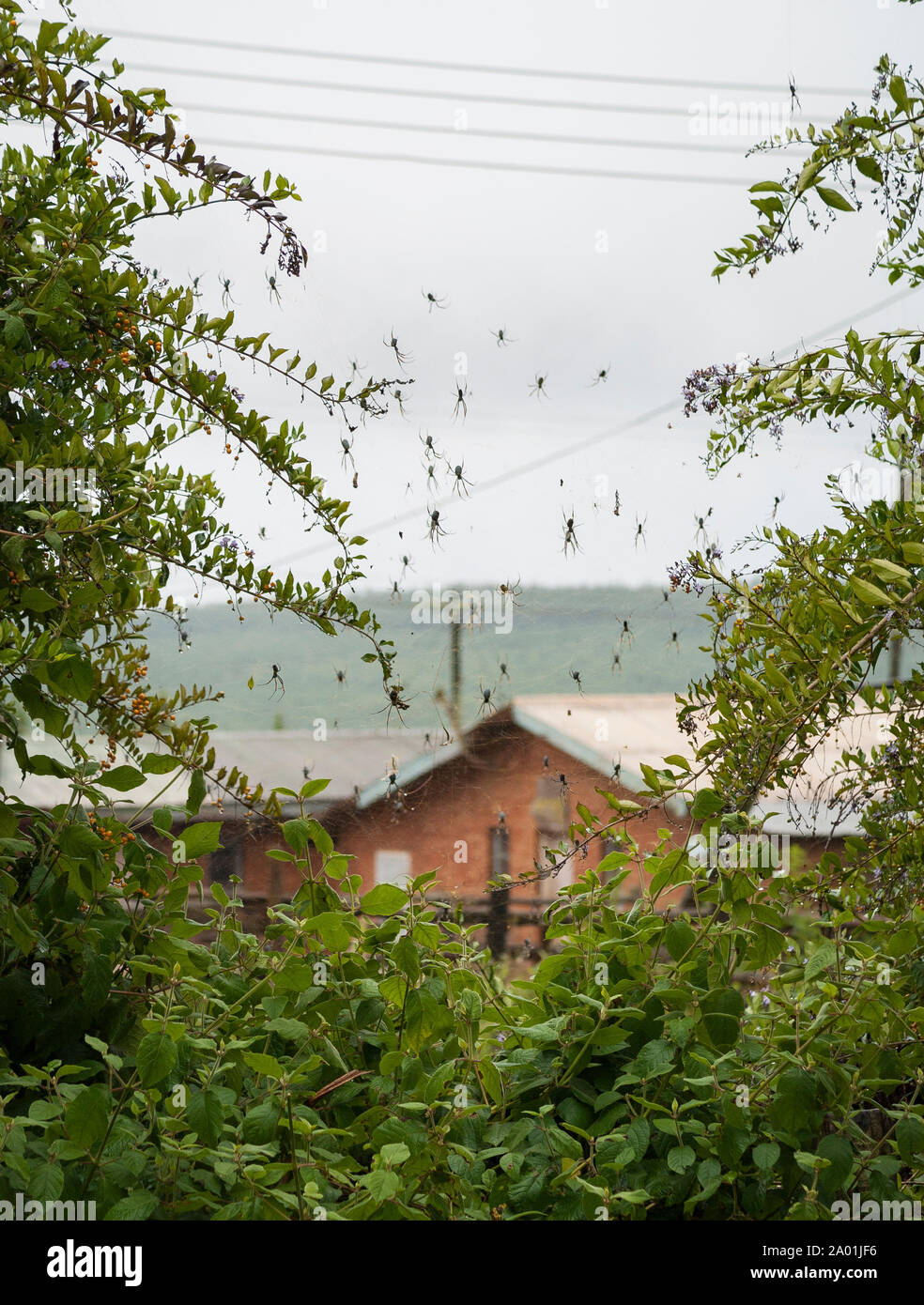 Web voller Spinnen zwischen zwei Anlagen, Malawi Stockfoto