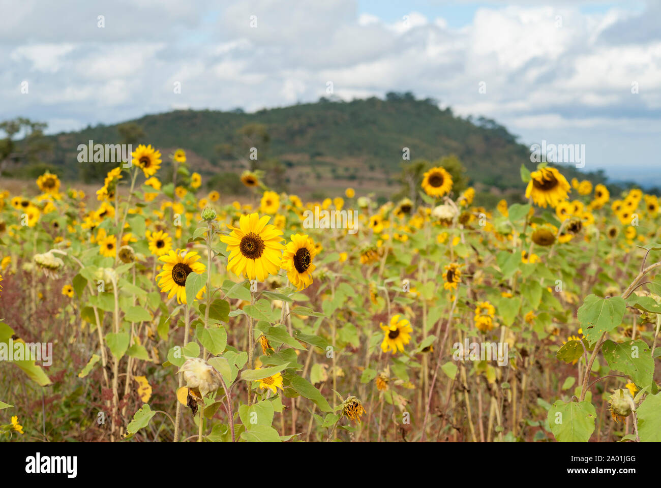 Bereich der kultivierten Sonnenblumen in Malawi Stockfoto