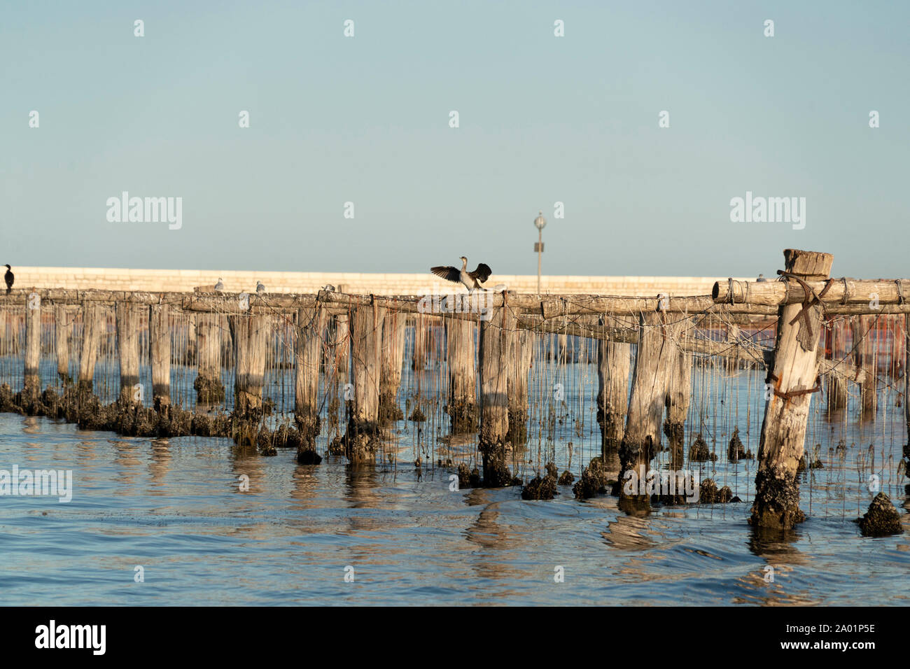 Muscheln züchten in Venedig Chioggia Italien Stockfoto