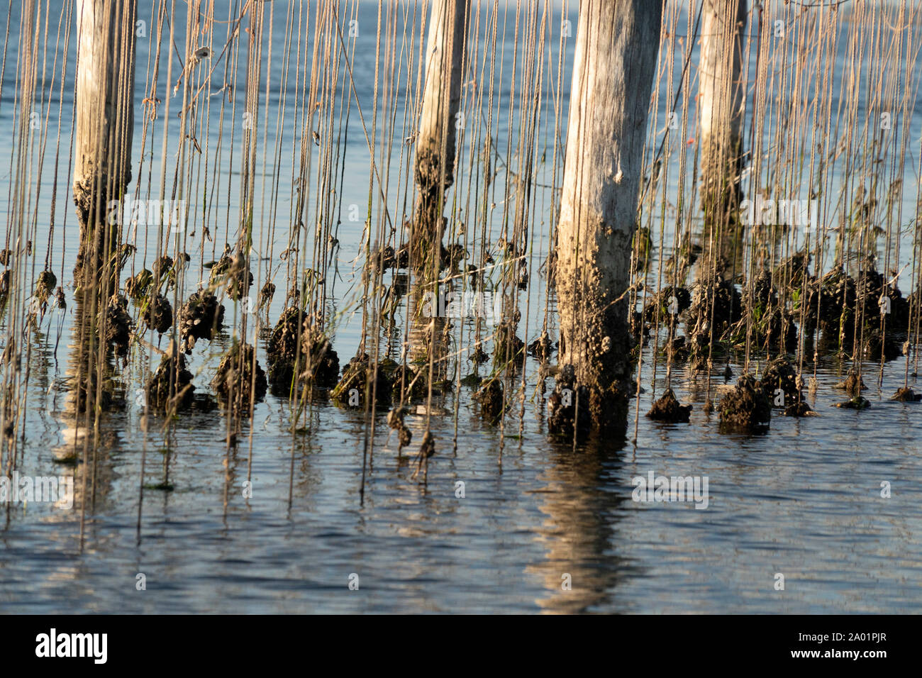 Muscheln züchten in Venedig Chioggia Italien Stockfoto