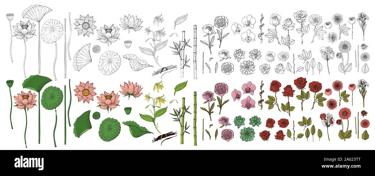 Großer Satz von Hand gezeichnet Doodle style Blumen. Bambus, Lotus, Dhalia, Sweet Pea, Rose, Pfingstrose Stock Vektor
