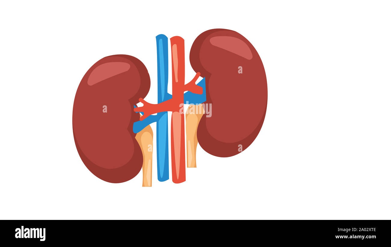 Niere. Die menschliche Anatomie Icon Design medizinische Stockfoto