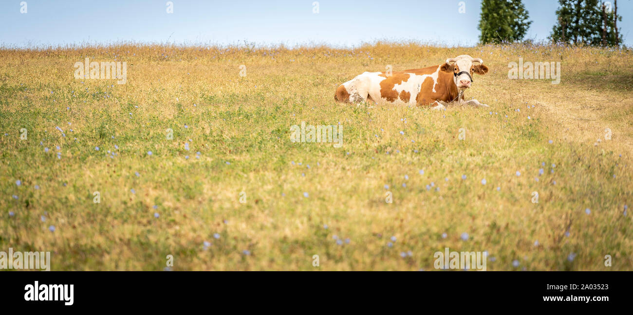 Eine bunte Kuh liegt auf einer Wiese und beobachtet die Umgebung Stockfoto