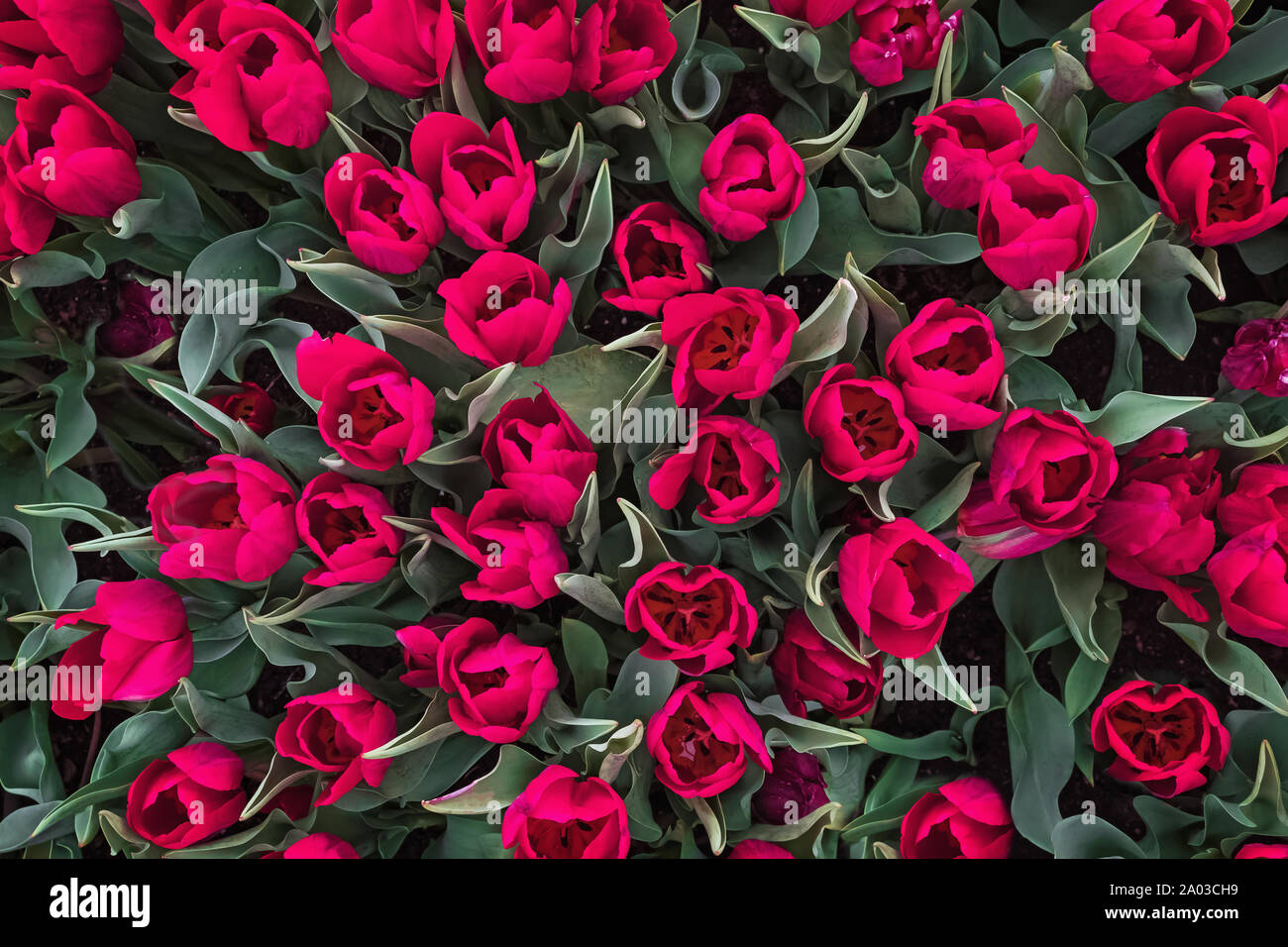 Schöne rote Tulpen im Garten oder Park, Ansicht von oben Stockfoto