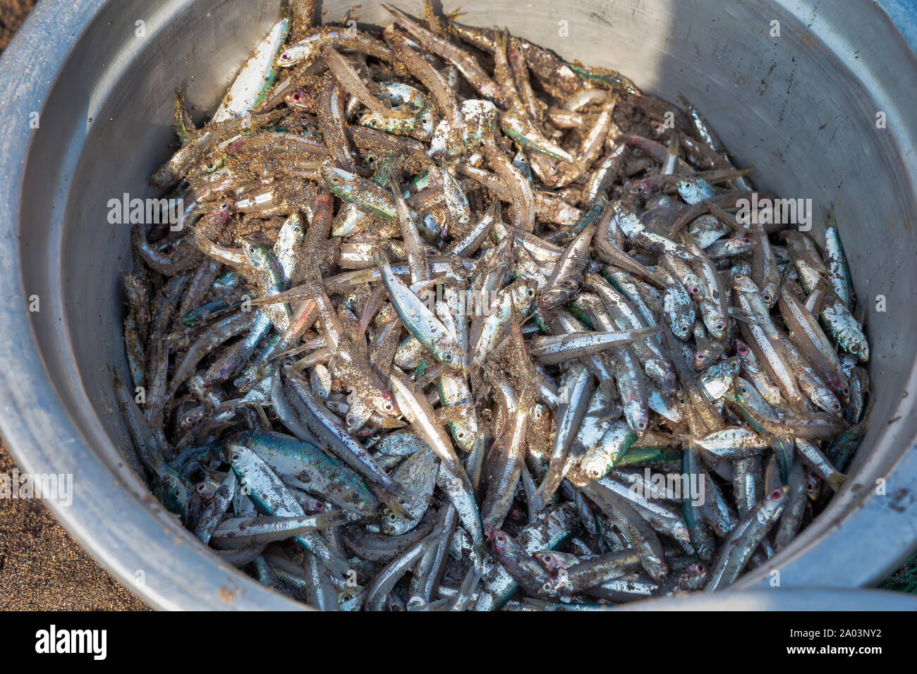 Sardellenfisch auf silbernem Becken Stockfoto