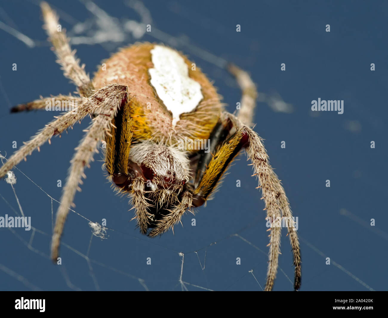 Makroaufnahme eines tropischen Orb weaver Spider, Eriophora ravilla, auf seiner Website. Der Spinne Augen deutlich sichtbar. Stockfoto