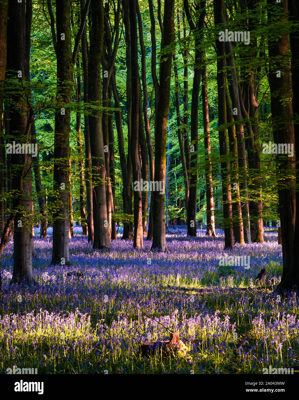 Bluebells in den Wäldern Stockfoto