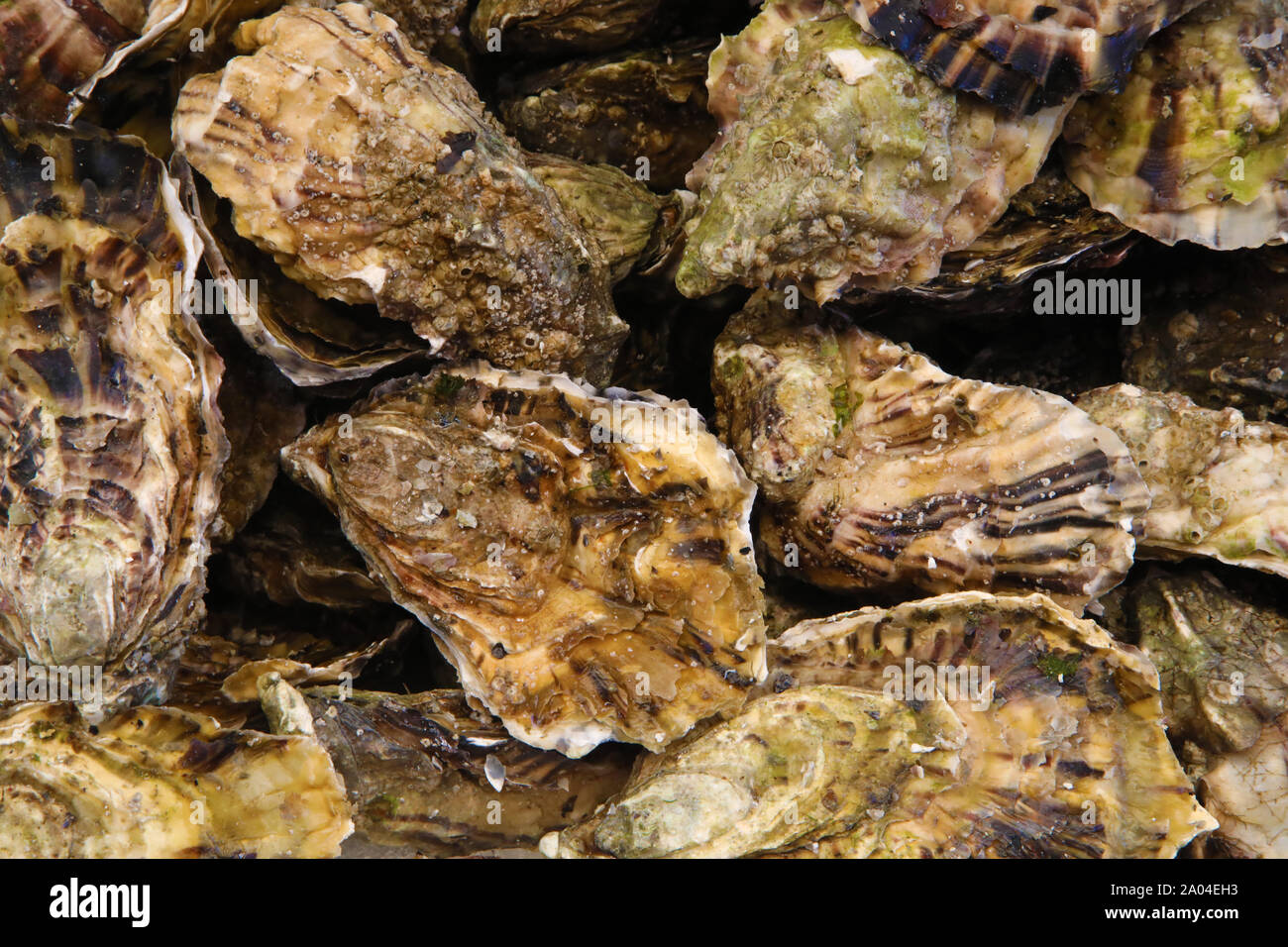 Hintergrund der Austern in einem Fischmarkt Stockfoto
