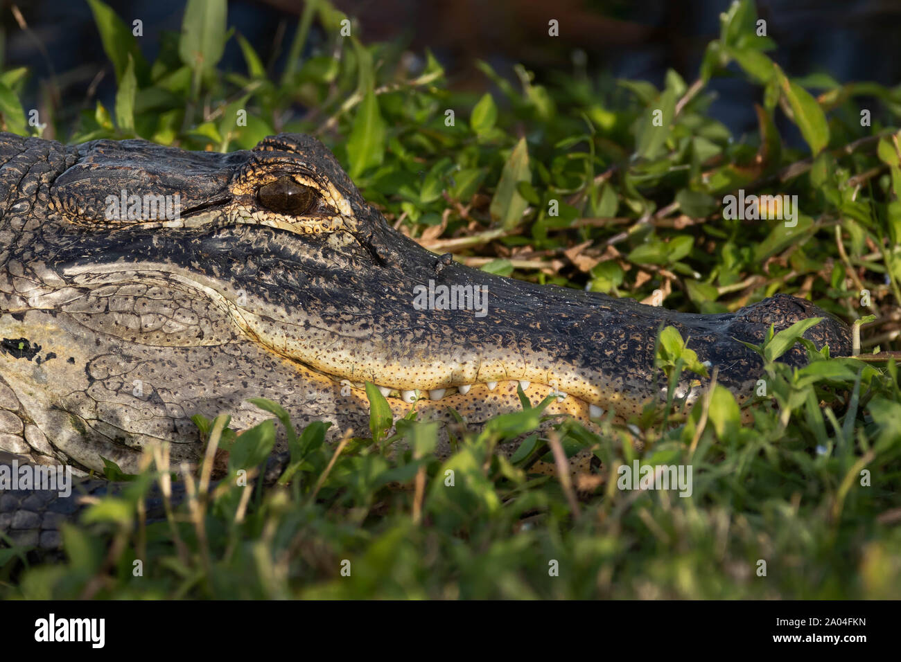Amerikanischer Alligator Stockfoto