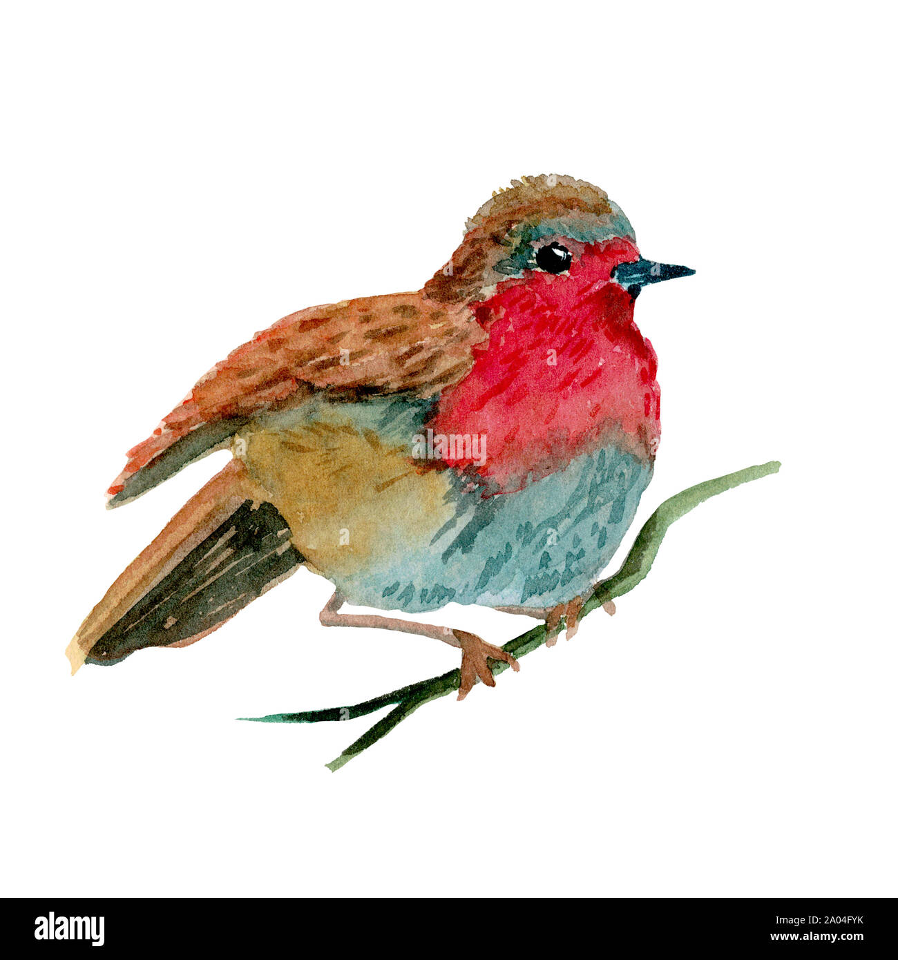Aquarell Abbildung: Robin redbreast Vogel mit grauem Bauch, sitzt auf Zweig, auf weißem Hintergrund. Design für Kinder Bücher Stockfoto