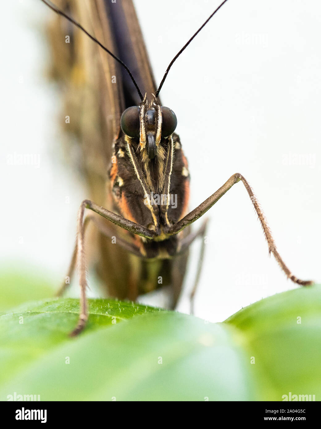 Blue Morpho Schmetterling Stockfoto