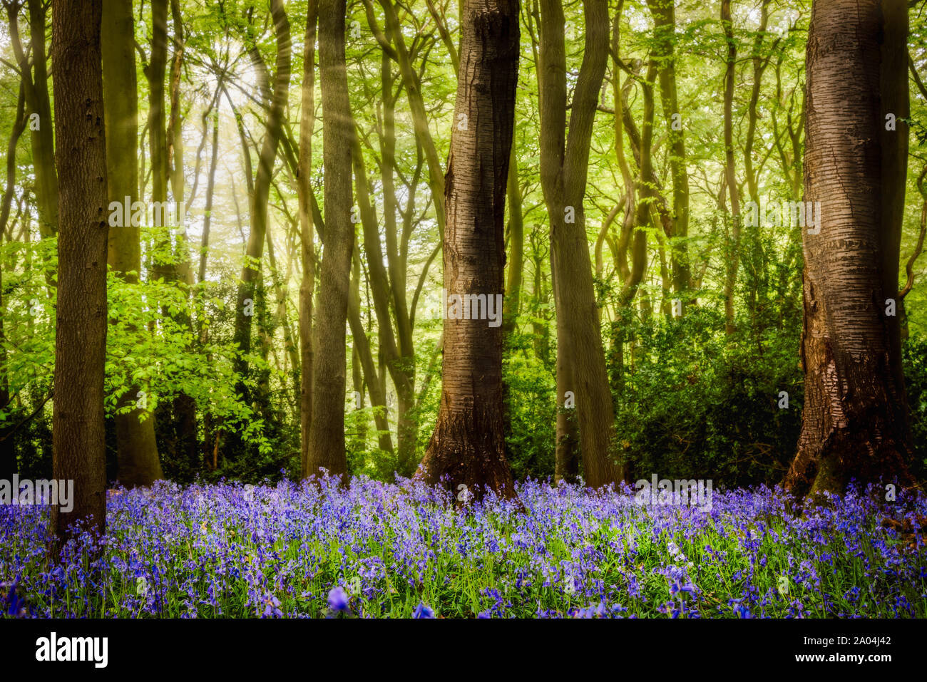 Bluebell Holz Stockfoto