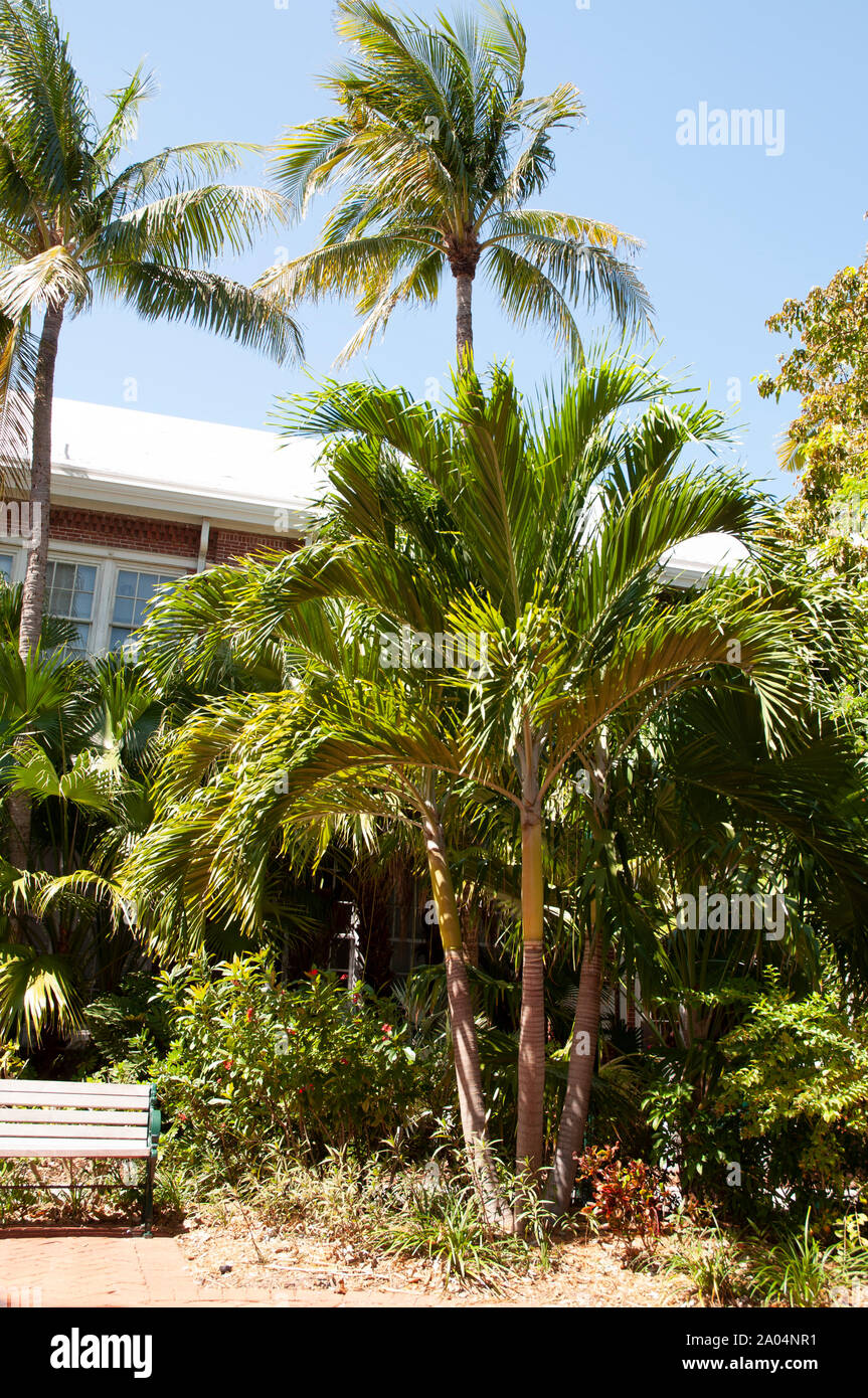 Blumen und Bäume in den Vista von Schönheit in der Florida Keys. Stockfoto