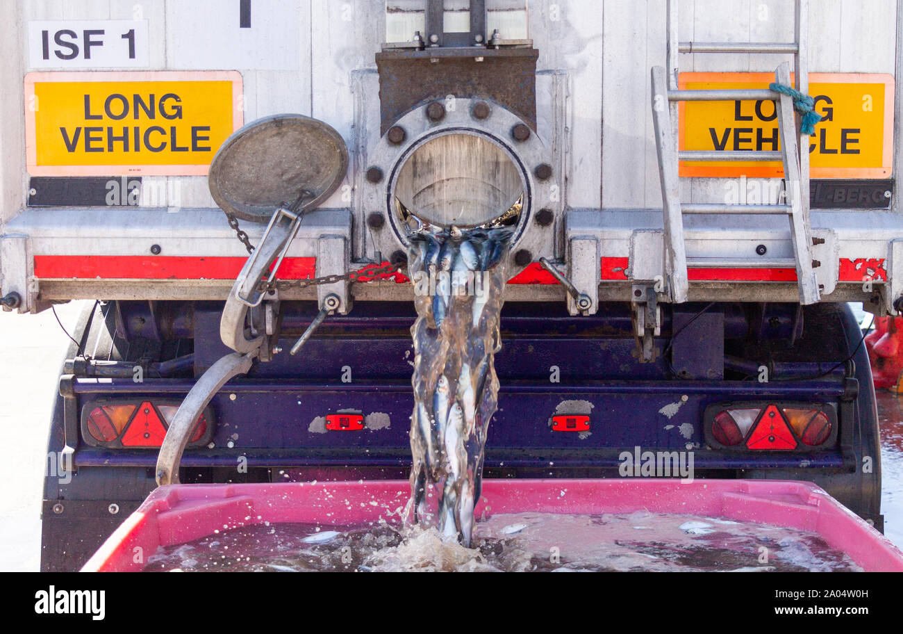 Baltimore, West Cork, Irland, 19. September 2019. Nur Teil eines 20 Tonnen schweren Lkw-Belastung von kleinen Hering, die zu Fischmehl verarbeitet werden werden, wird ein Teil der irischen Fischwirtschaft. Kredit aphperspective/Alamy leben Nachrichten Stockfoto