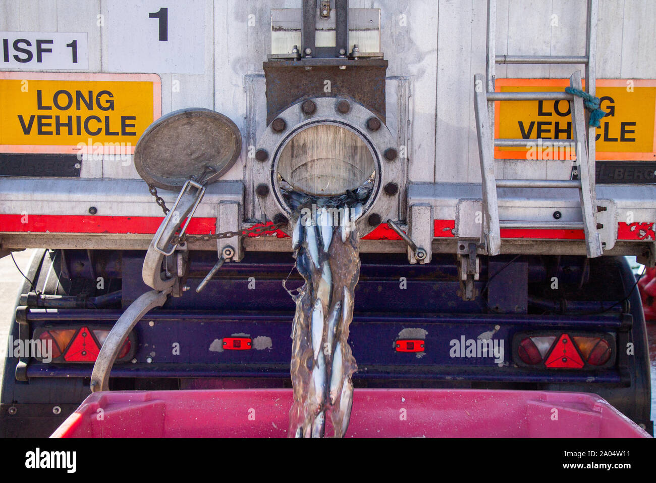 Baltimore, West Cork, Irland, 19. September 2019. Nur Teil eines 20 Tonnen schweren Lkw-Belastung von kleinen Hering, die zu Fischmehl verarbeitet werden werden, wird ein Teil der irischen Fischwirtschaft. Kredit aphperspective/Alamy leben Nachrichten Stockfoto