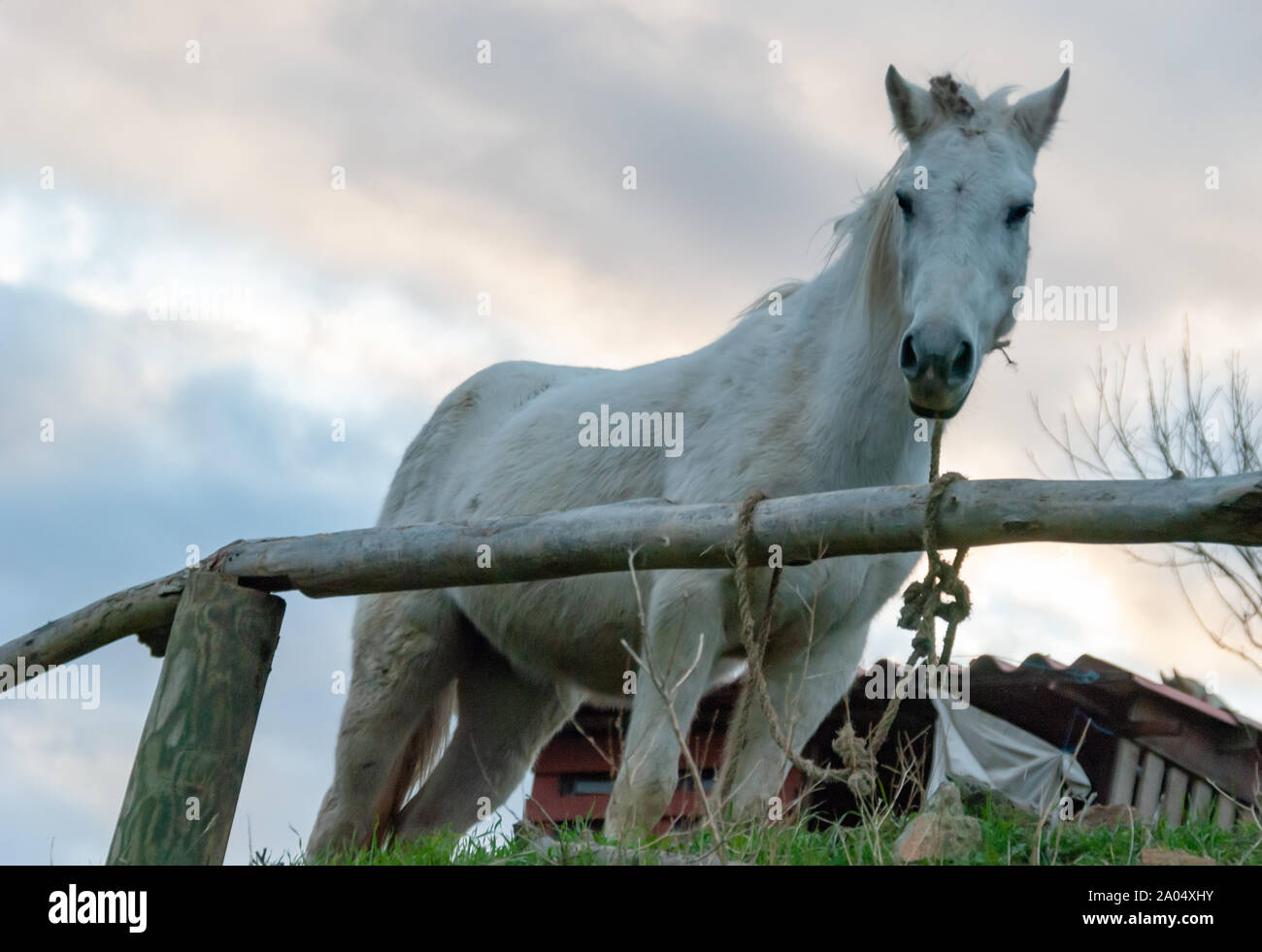 Weißes Pferd auf einem Zaun auf dem Bauernhof gebunden. Selektive konzentrieren. Stockfoto